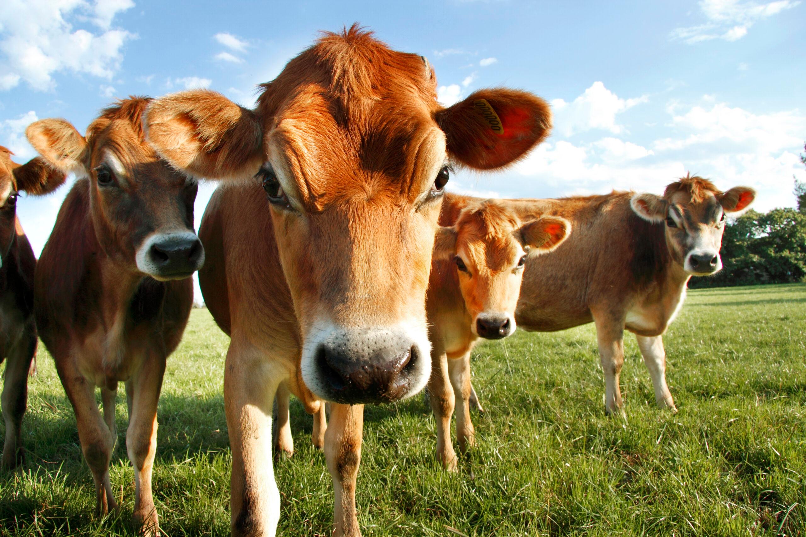 Jersey cows' milk is high in butterfat, which makes for a richer taste./Getty Images