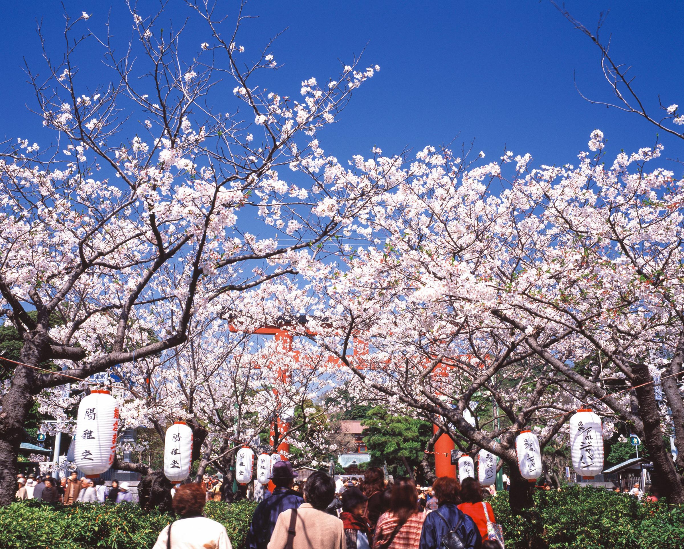 Best Places Cherry Blossom Japan