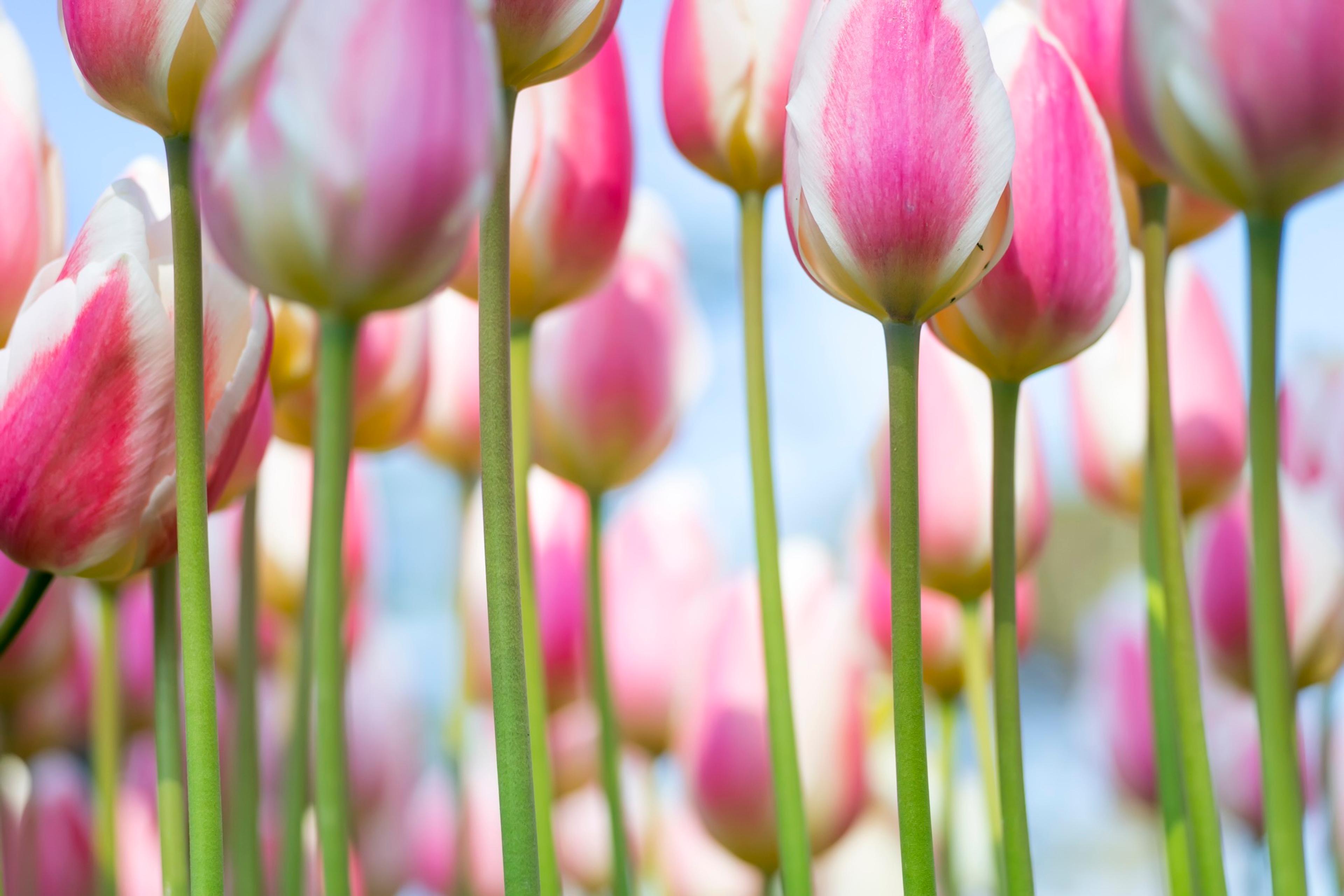 Tulips were originally imported from Central Asia to the Netherlands and beyond./Getty