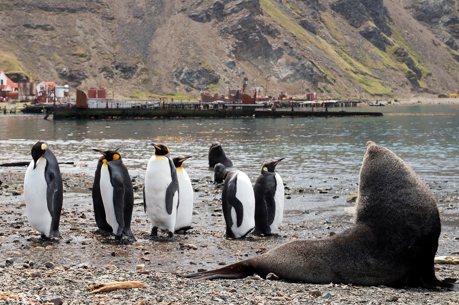 Wildlife has re-inhabited Grytviken's beaches since whaling ended here in 1965/Ross Vernon McDonald