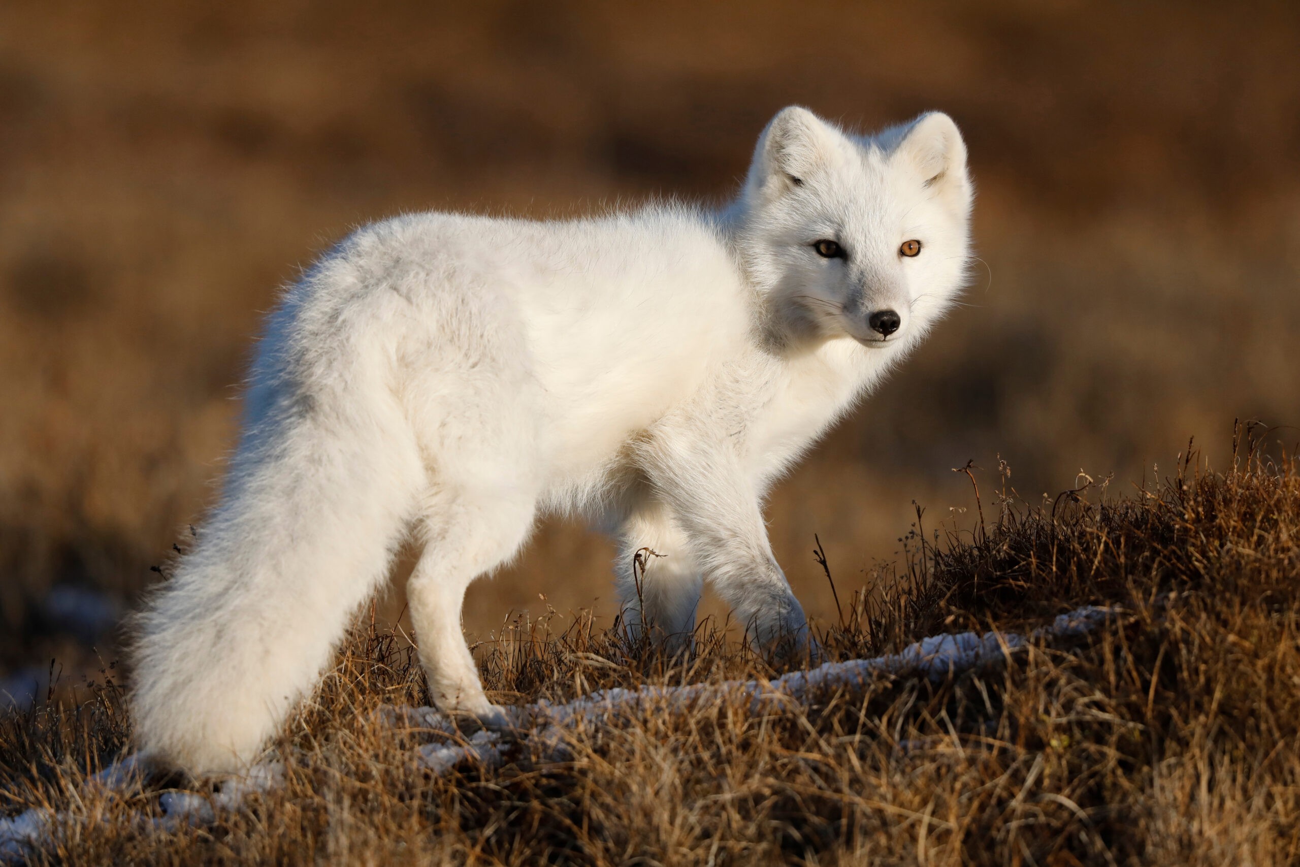 White Morph Arctic fox in Barrow, Alaska./Shutterstock