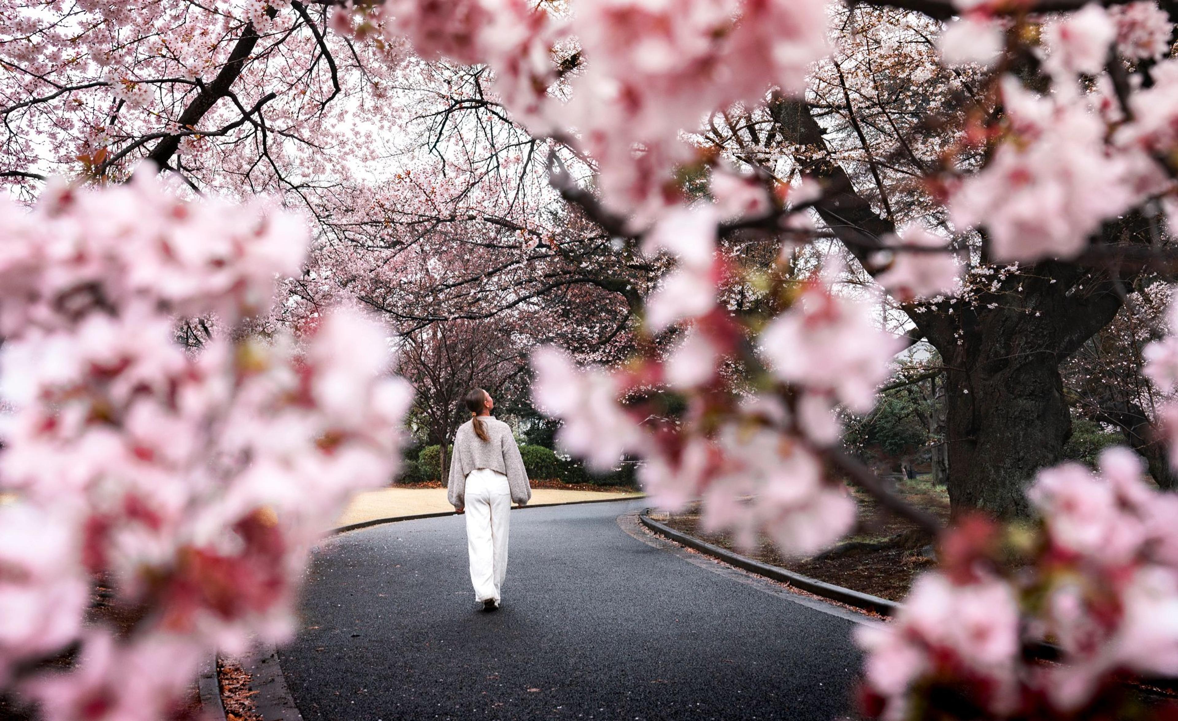 A guest walks along a tranquil trail, enveloped by the ethereal pink canopy of sakura within the sprawling Shinjuku Gyoen National Garden.