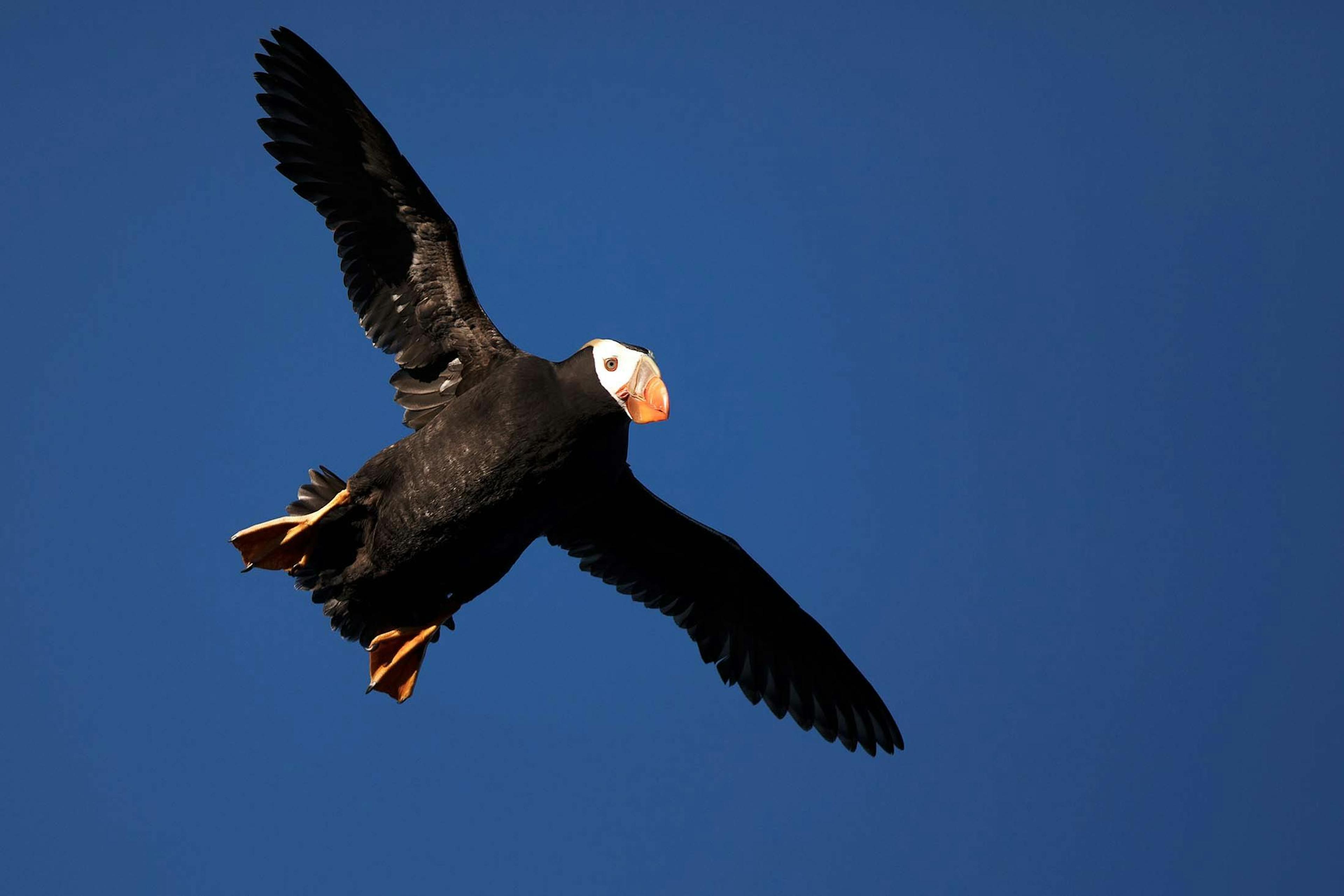 A Tufted Puffin, Talan Island, the Russian Far East/Lucia Griggi