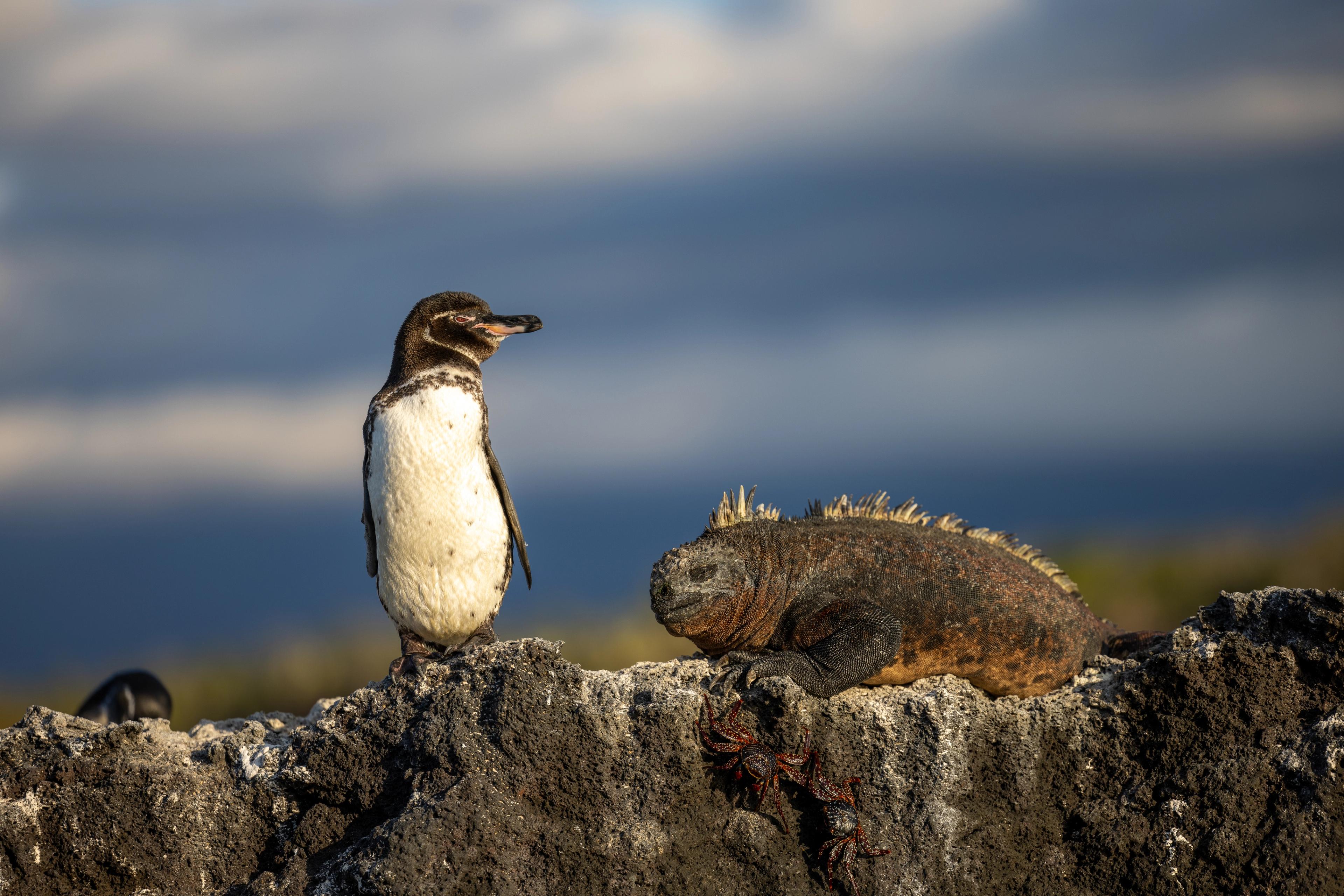 Galápagos Penguin and Marine Iguana are the two iconic species endemic to the Galápagos Islands.