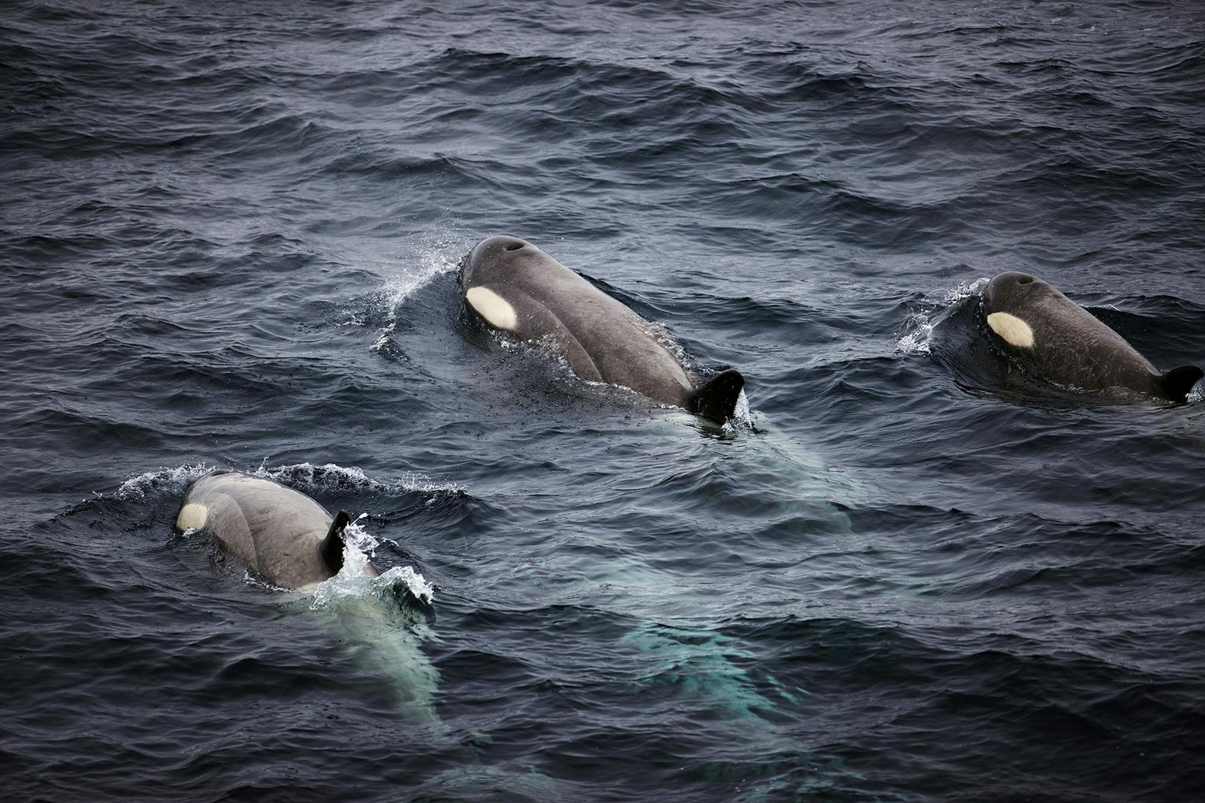 Silversea's guests witness a pod of orcas near South Georgia./Lucia Griggi