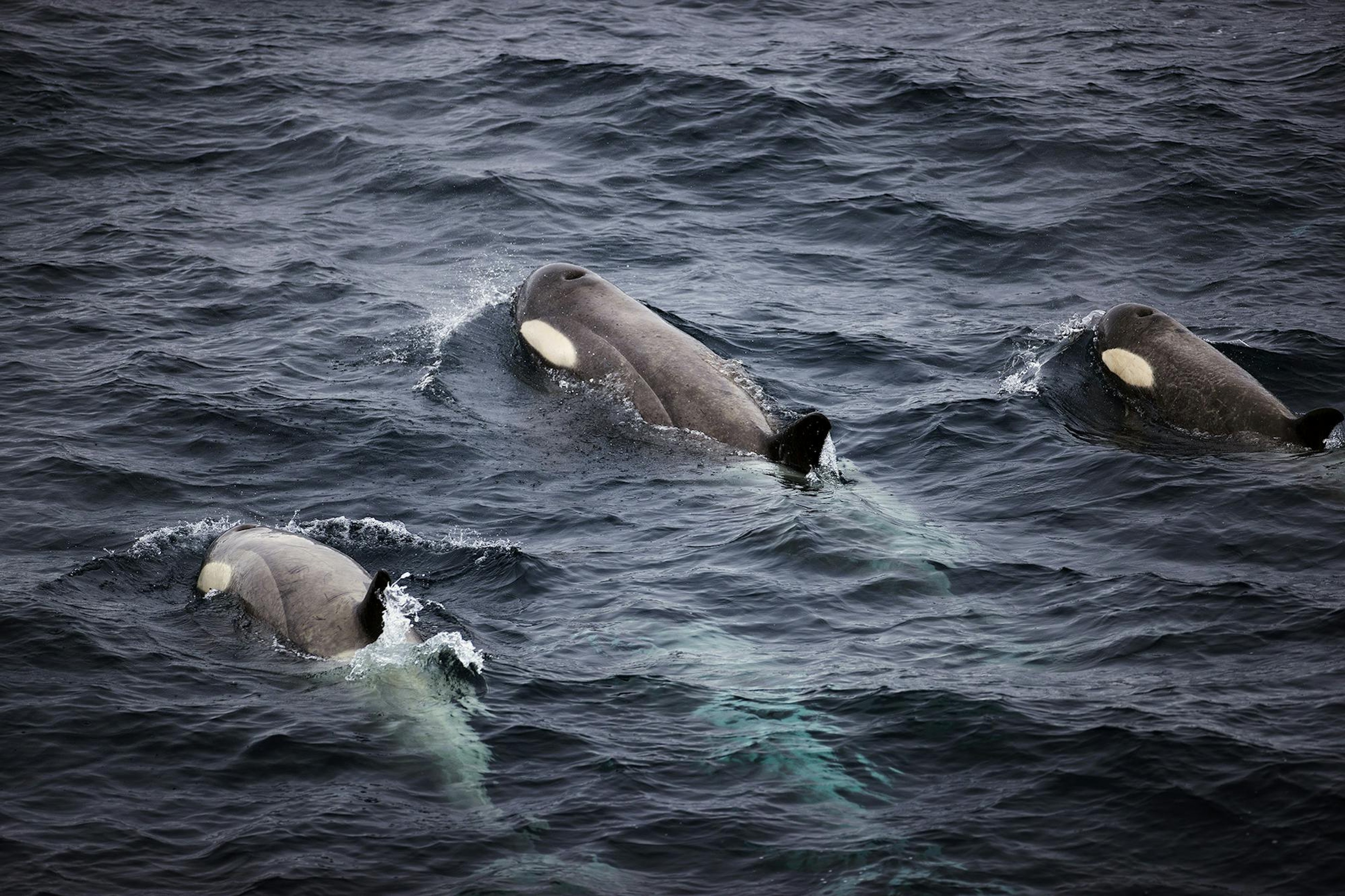 Silversea's guests witness a pod of orcas near South Georgia./Lucia Griggi