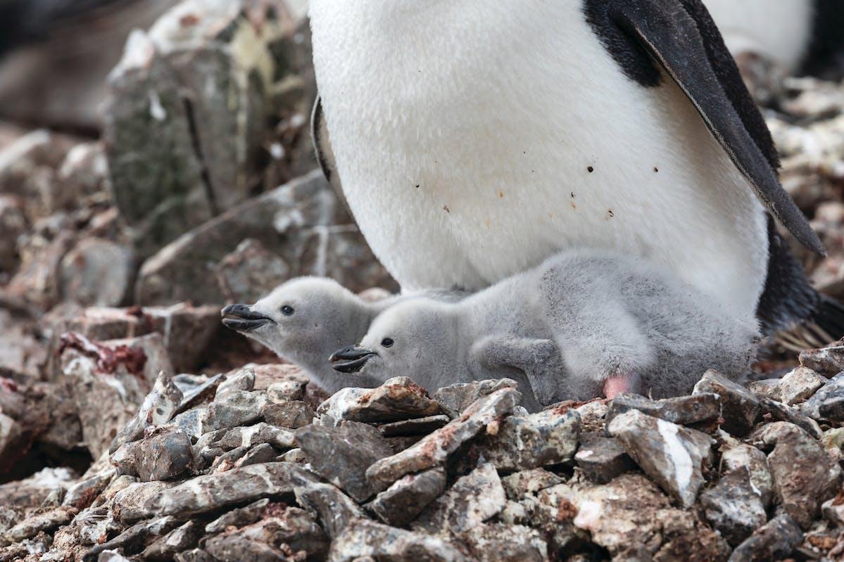 Chinstrap Penguin chicks in Half Moon Bay, Antarctica/Pablo Bianco