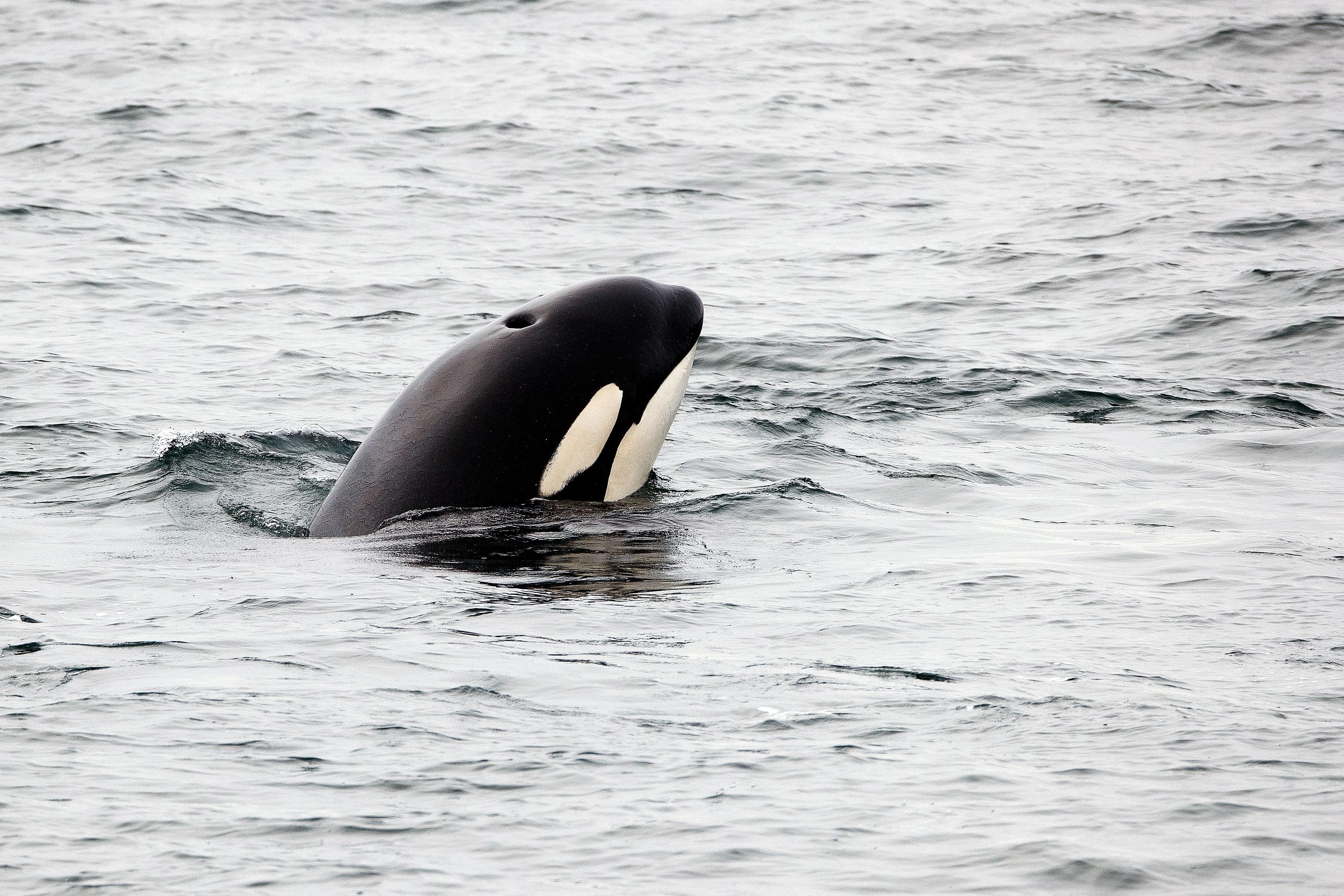 An orca in Alaska