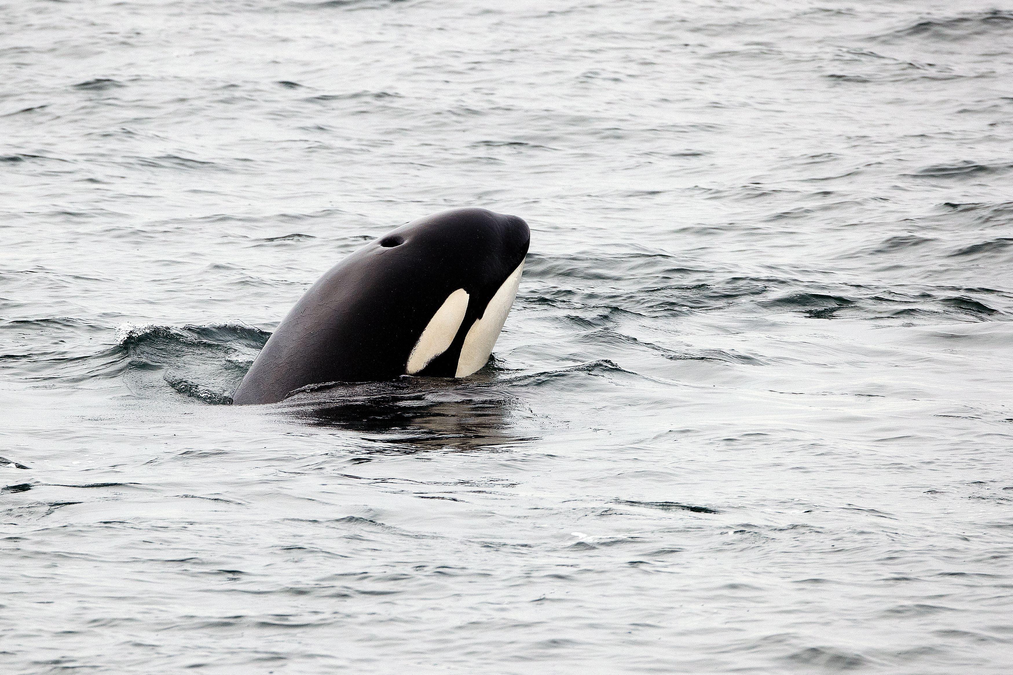 An orca in Alaska