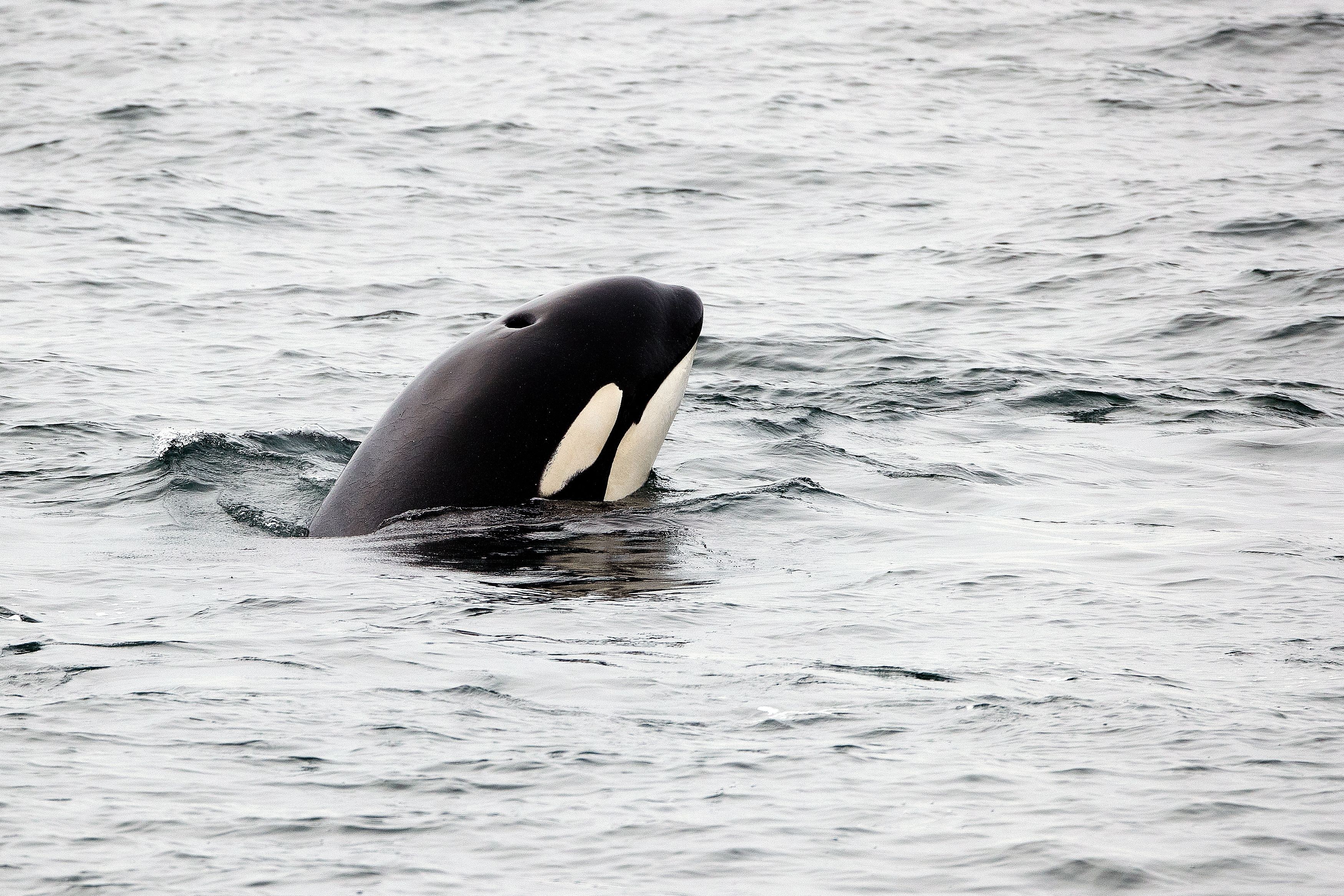 An orca in Alaska