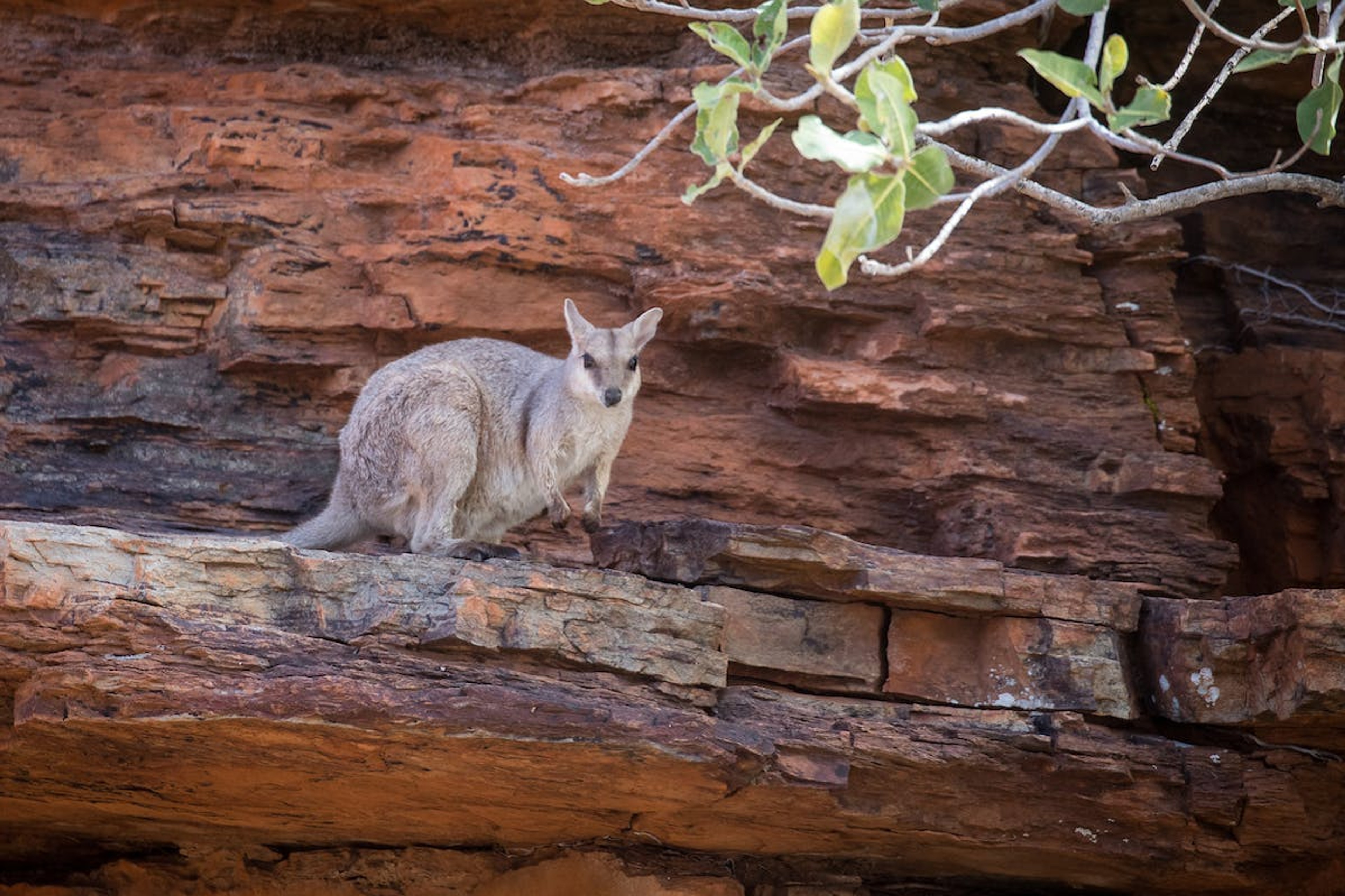 The sandstone walls present throughout the Kimberley have provided the perfect canvas for Aboriginal rock art./Bruno Cazarini