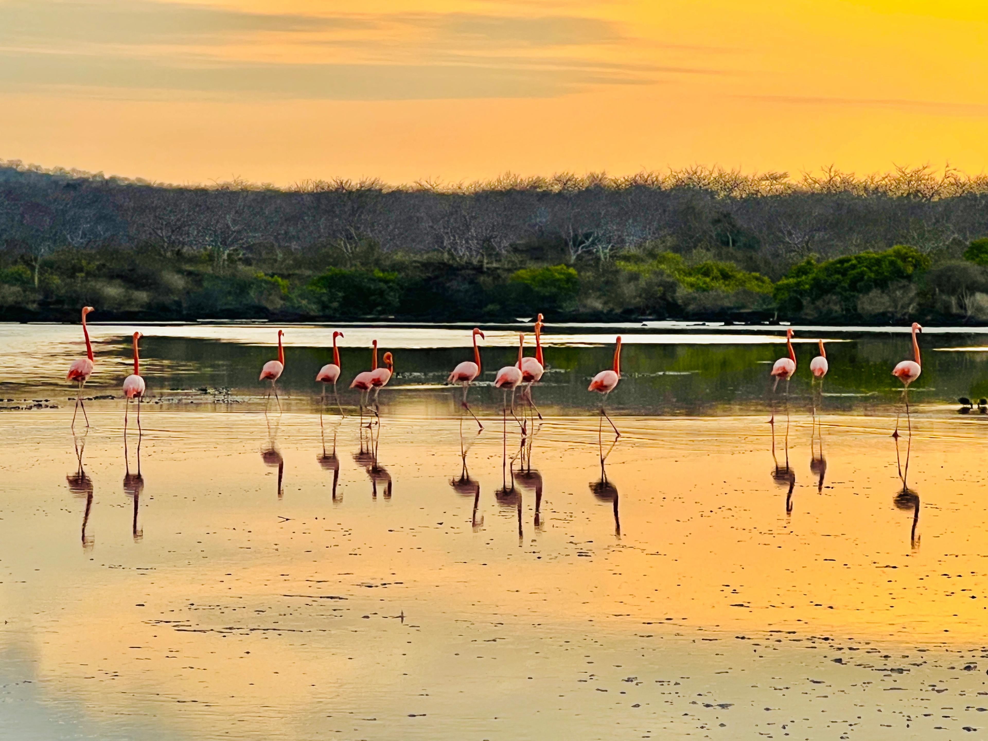 Galápagos flamingos./Julie L. Kessler for Silversea