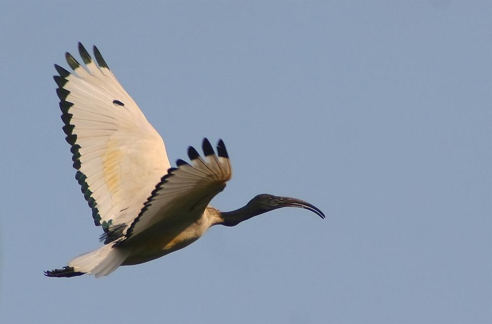 African sacred ibis at the botanic garden in Durban/Wikimedia Commons/Johan Wessels