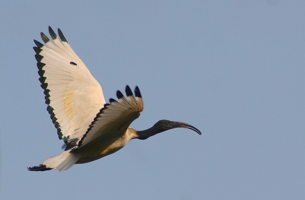 African sacred ibis at the botanic garden in Durban/Wikimedia Commons/Johan Wessels