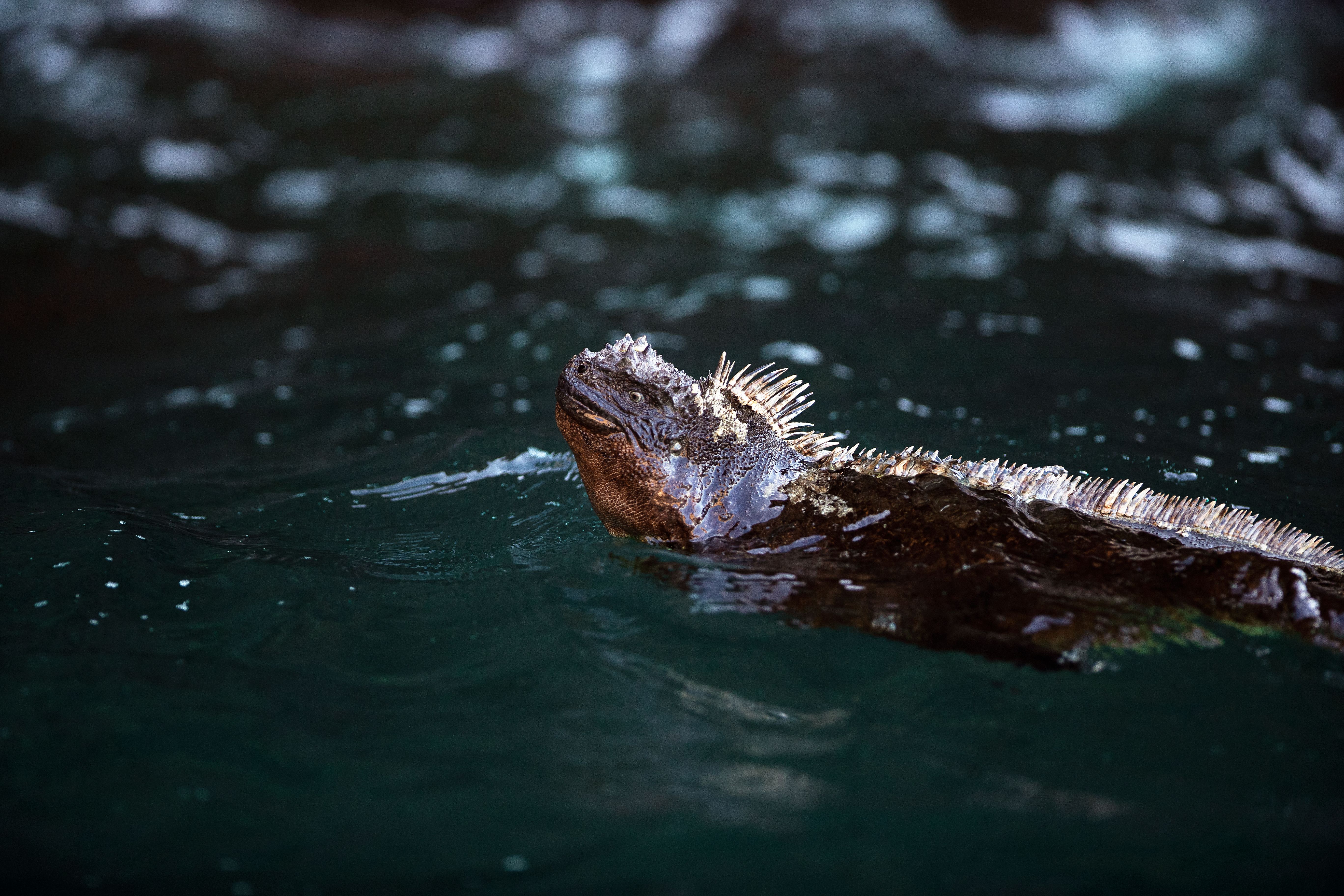 In the Galápagos, We Share Our Close-up Moments with Marine Iguanas
