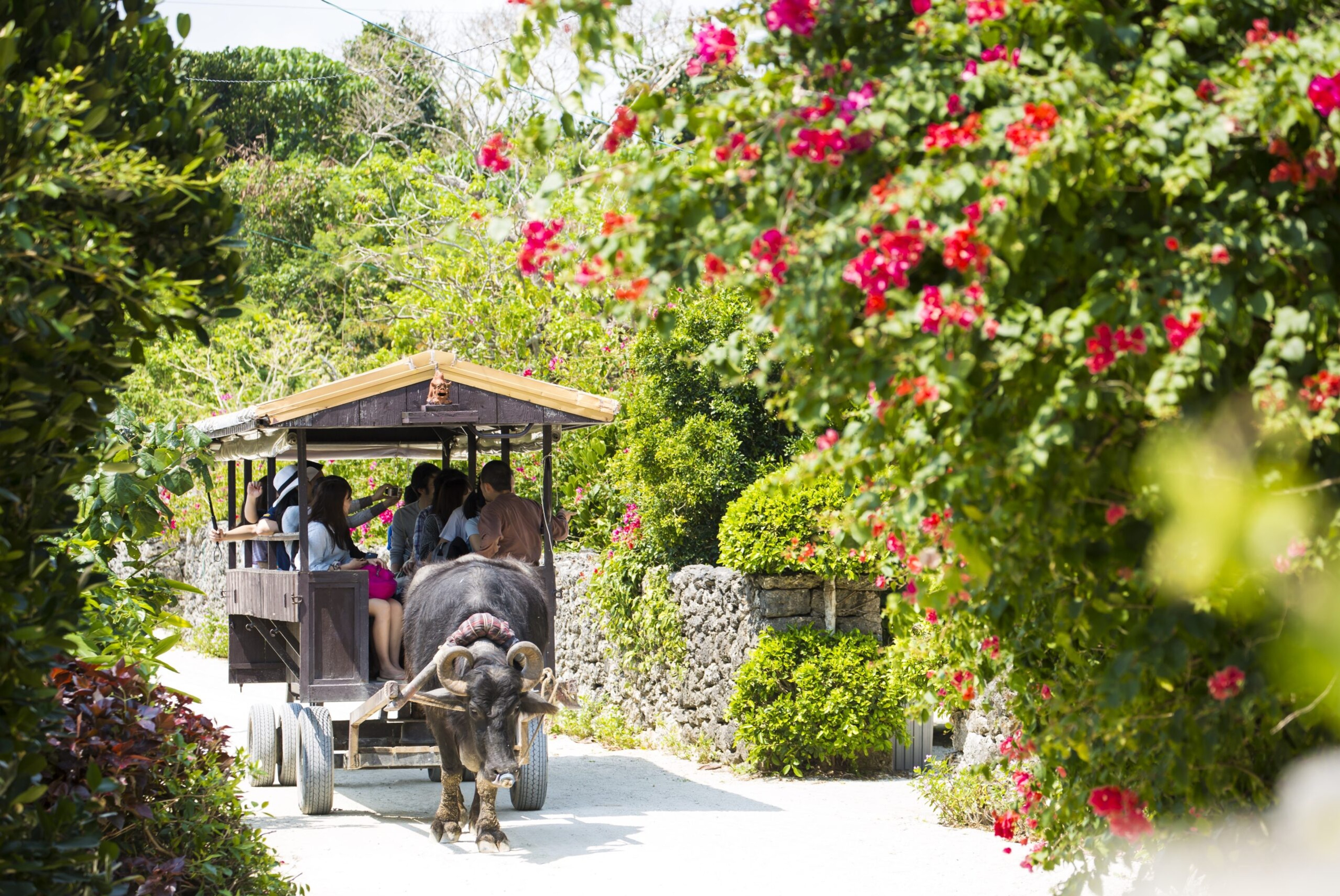 A water buffalo pulls visitors to Taketomi Island, which has traditional buildings and tropical foliage./Shutterstock