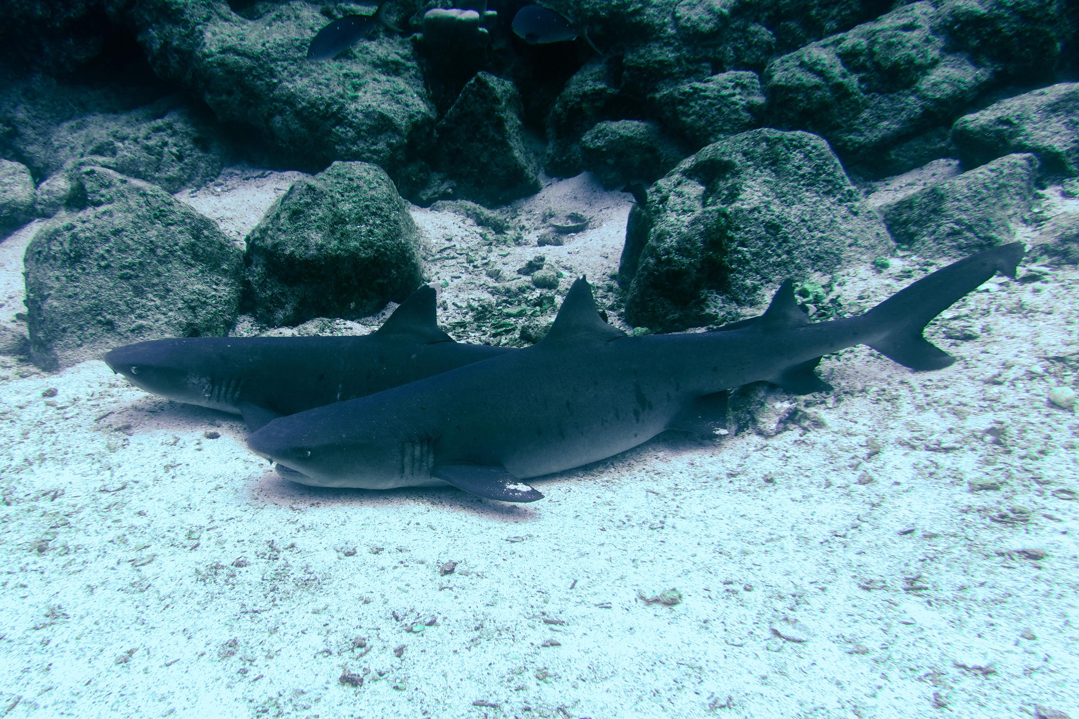 In the Galápagos, We Discover Bartolomé Island and the Grace of Whitetip Reef Sharks