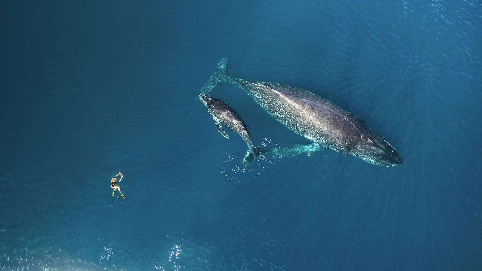 Photogenic Giants: Encountering Humpback Whales in French Polynesia and Pacific