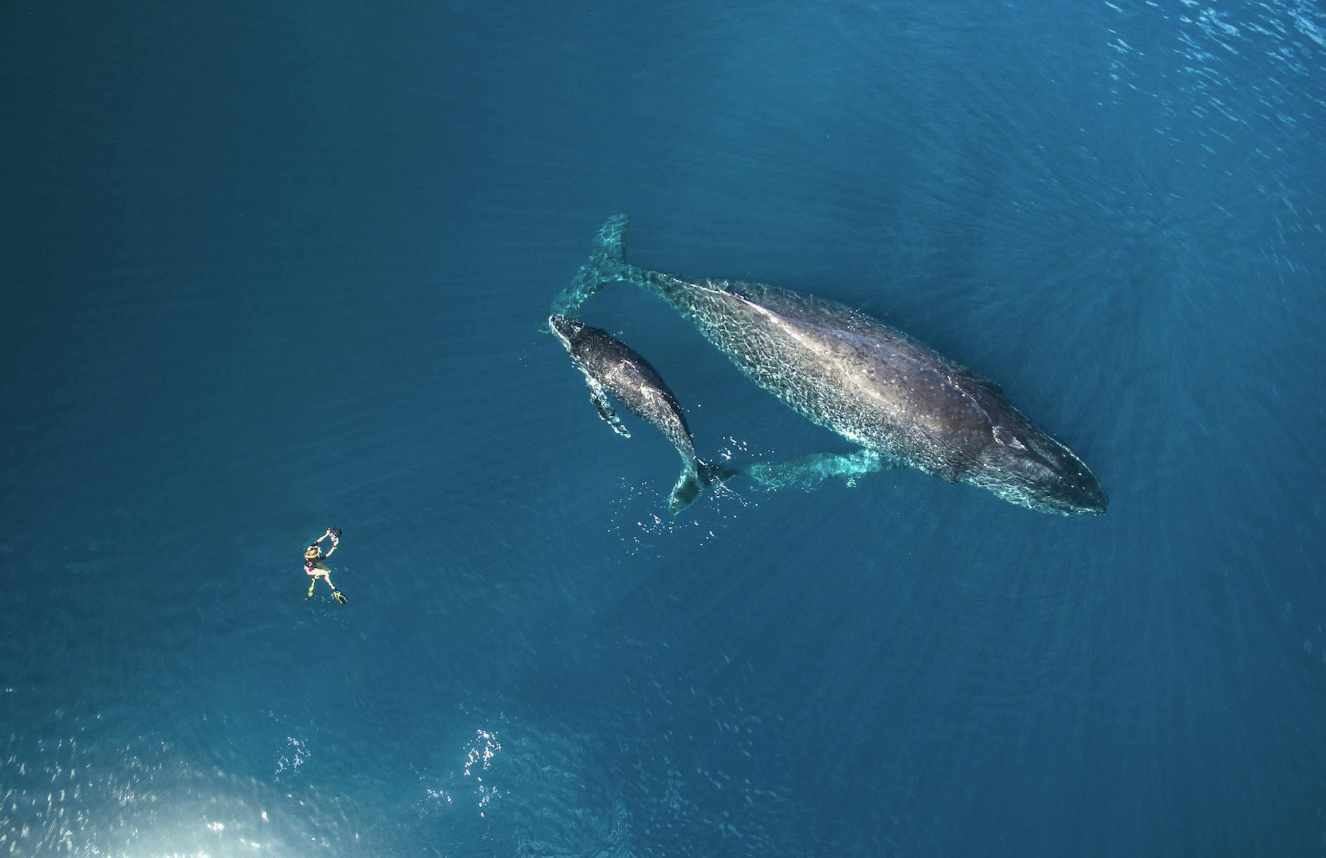 Photogenic Giants: Encountering Humpback Whales in French Polynesia and Pacific