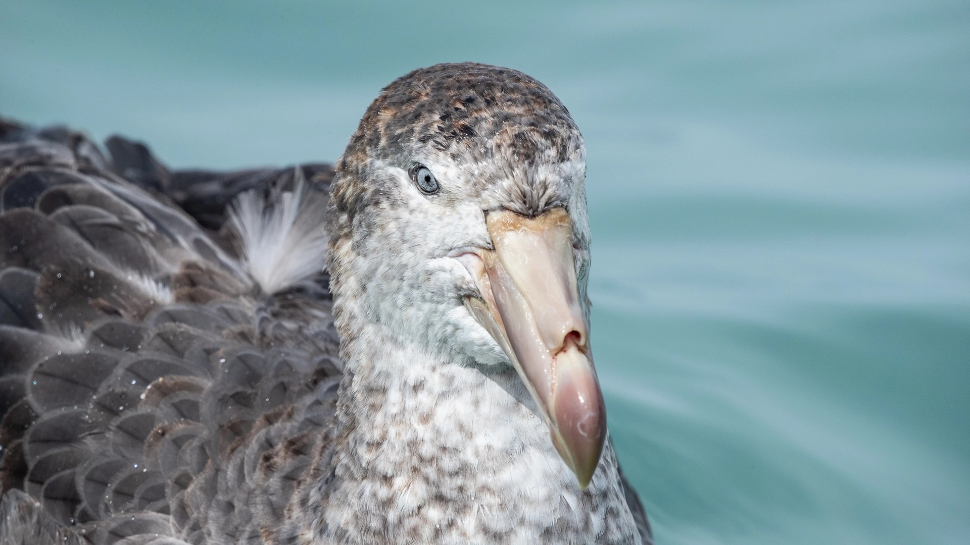 Appreciating Wildlife Photography in South Georgia