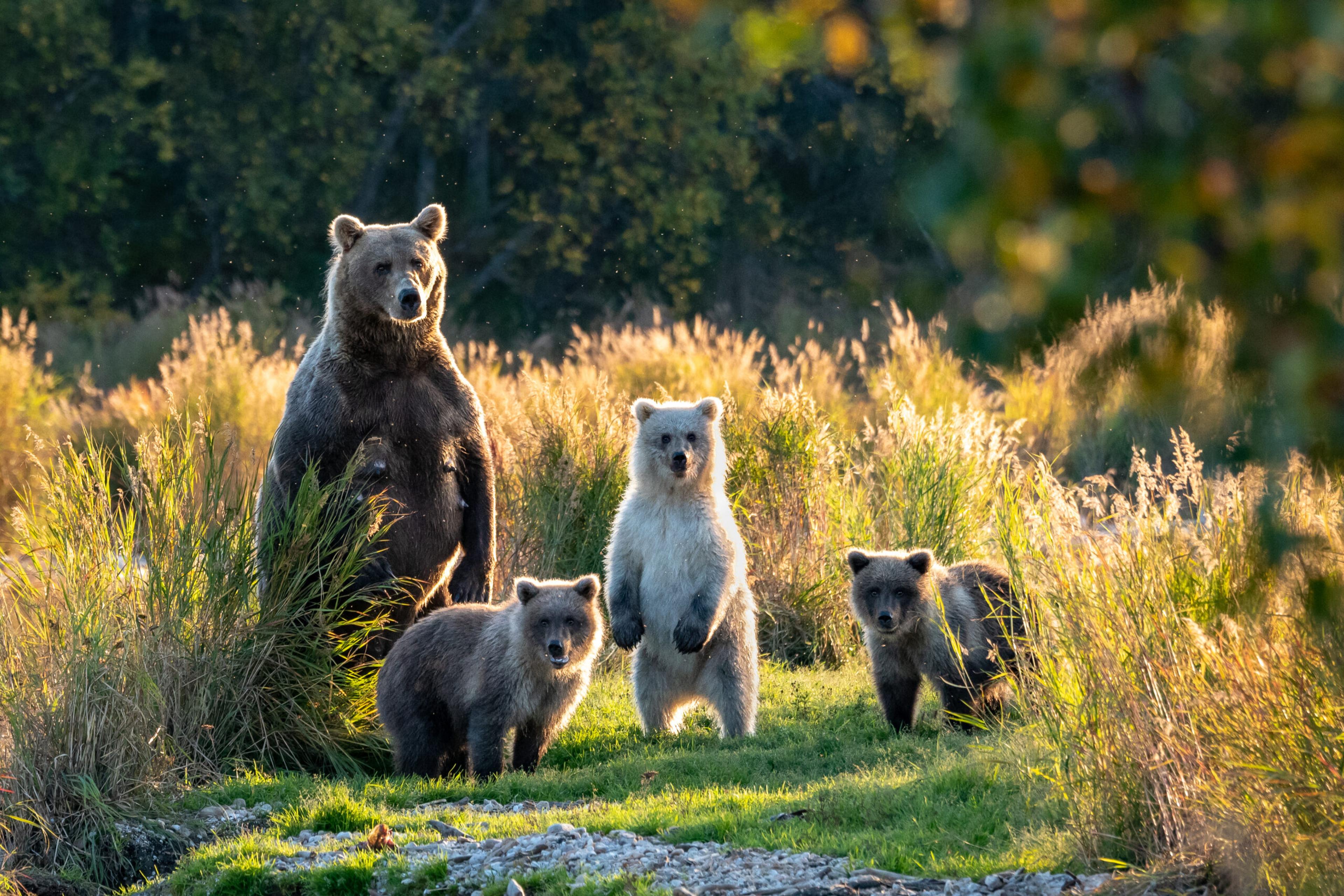 Bears may look sweet, but keep your distance, especially if you encounter a mother and her cubs like this group in Katmai./Shutterstock