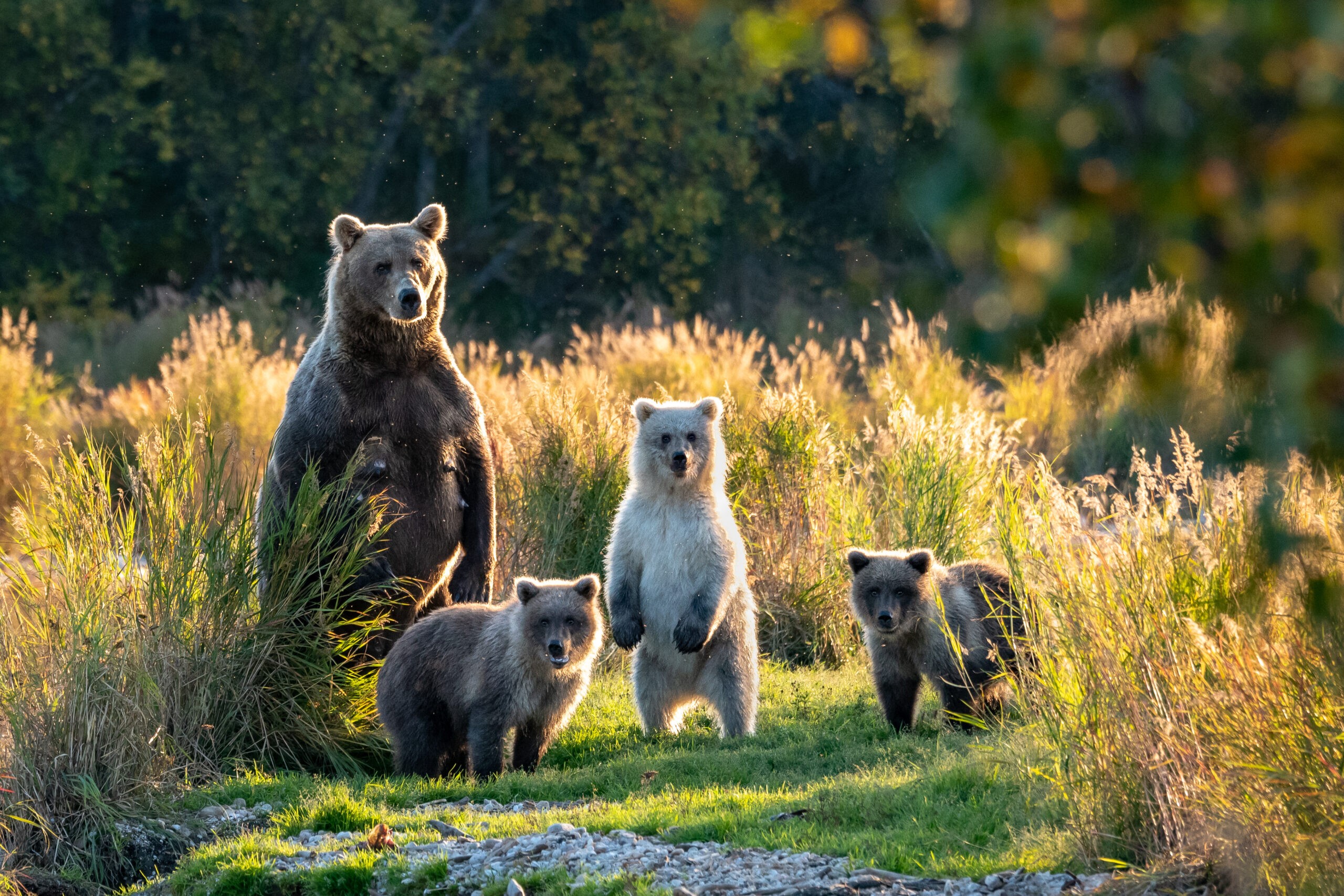Bears may look sweet, but keep your distance, especially if you encounter a mother and her cubs like this group in Katmai./Shutterstock