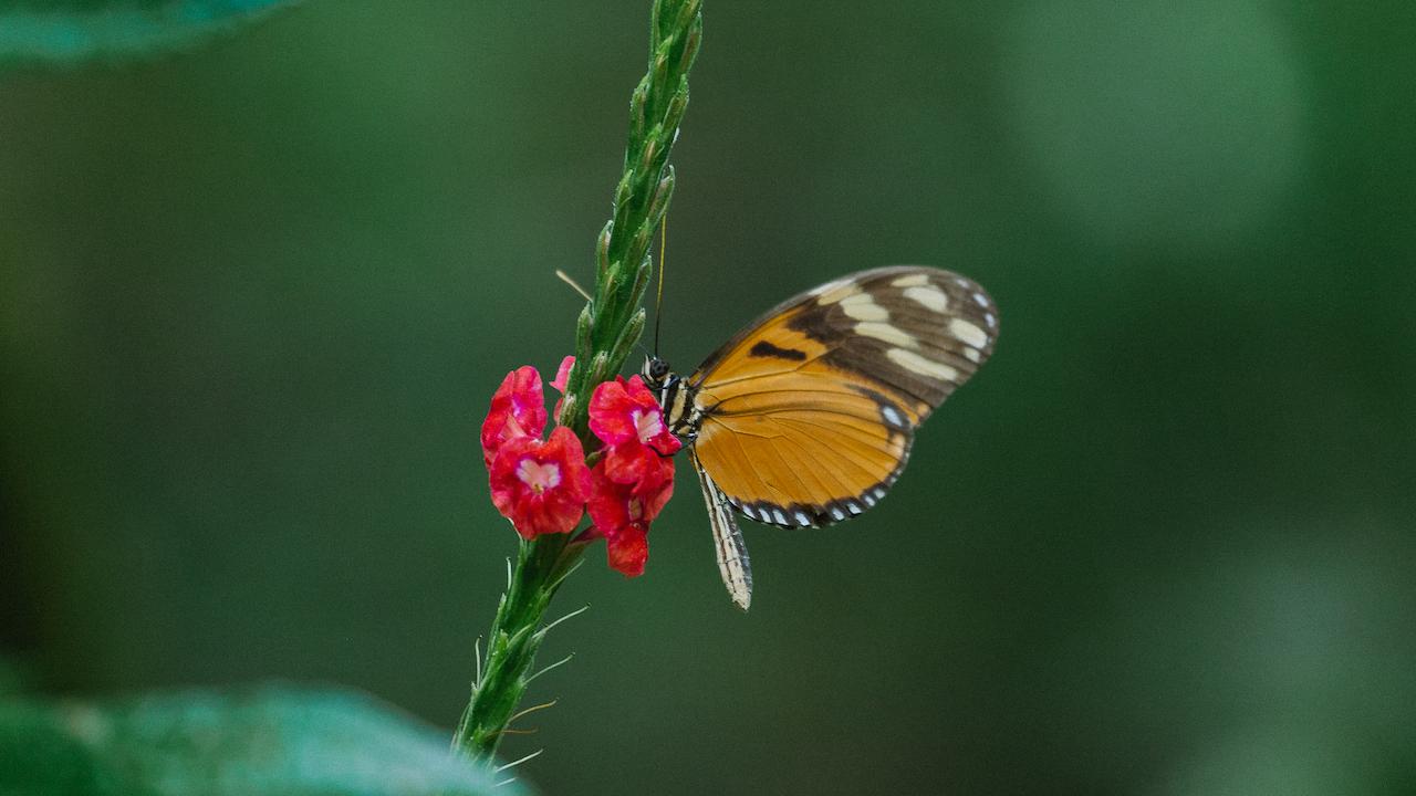 Discovering Orchids in Costa Rica