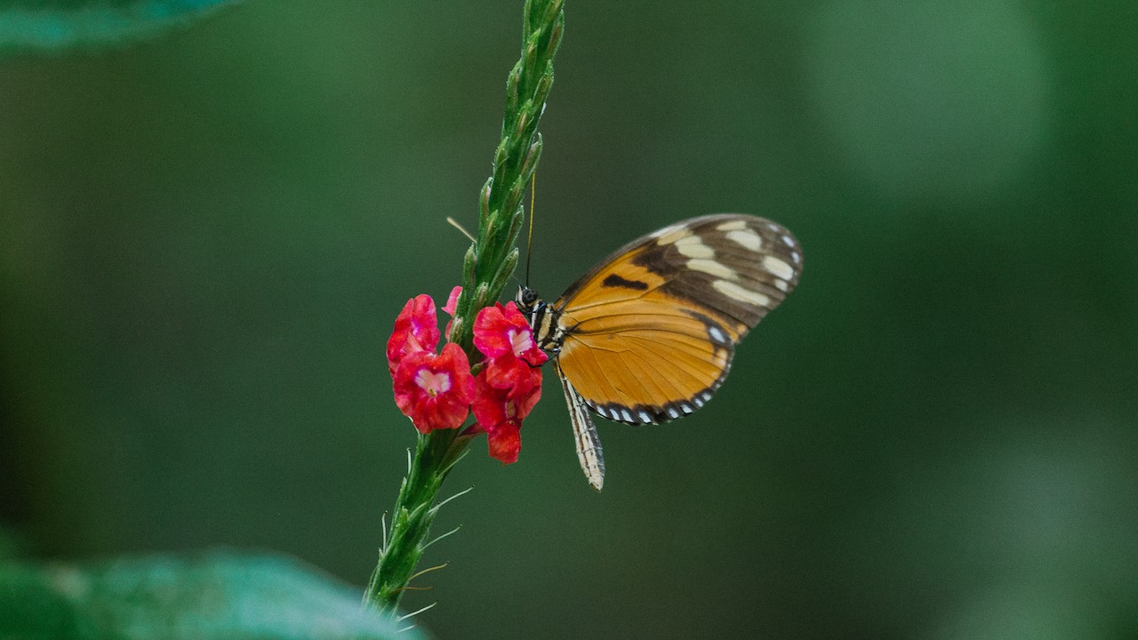 Discovering Orchids in Costa Rica