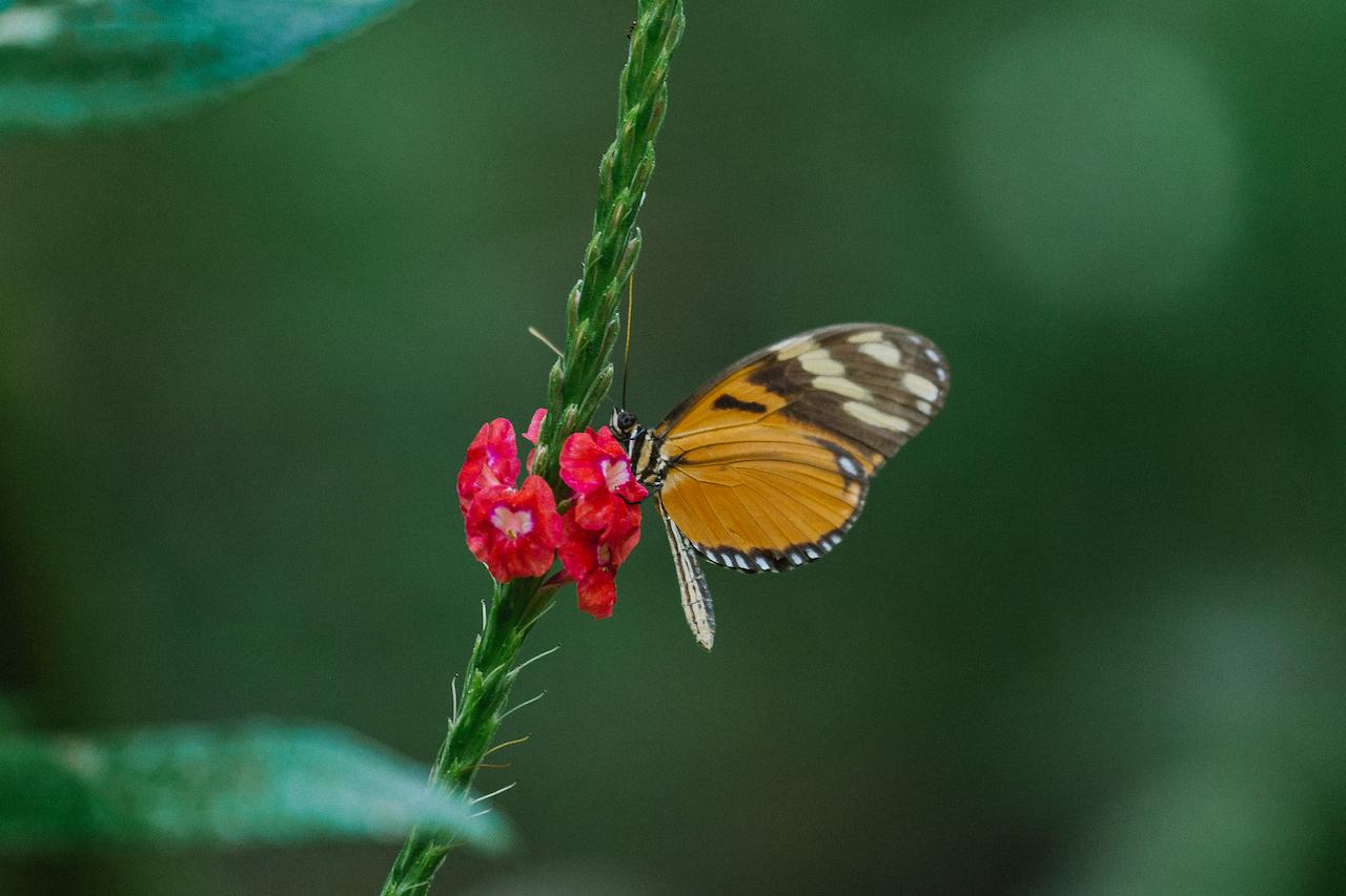 Discovering Orchids in Costa Rica