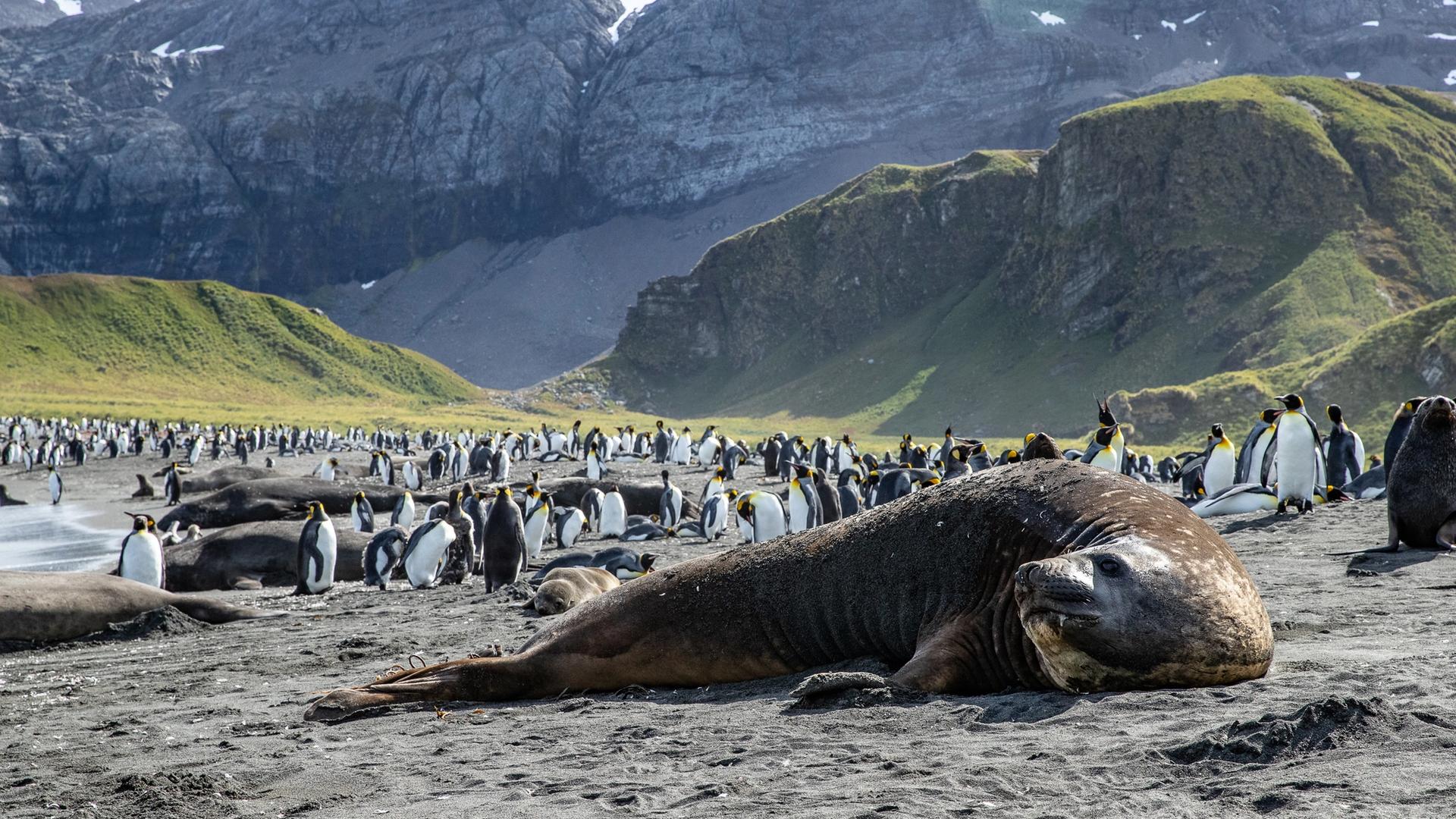 Filming Elephant Seals at Gold Harbour, South Georgia