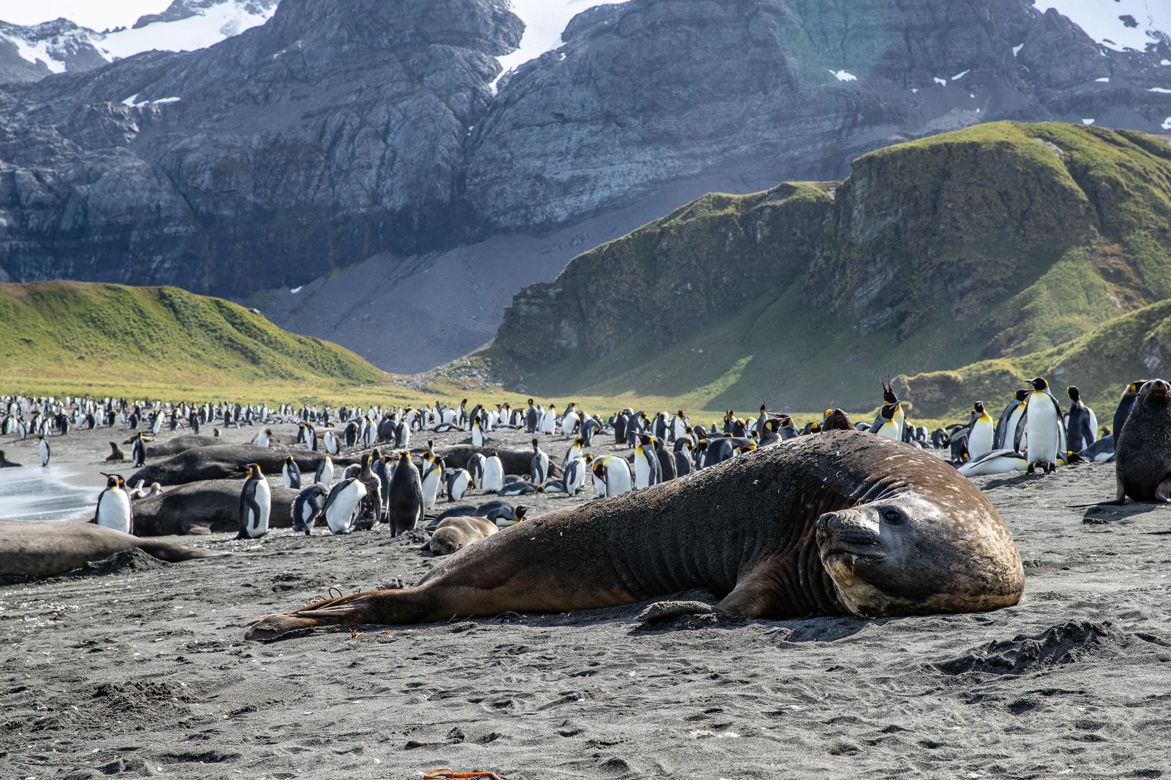 Filming Elephant Seals at Gold Harbour, South Georgia