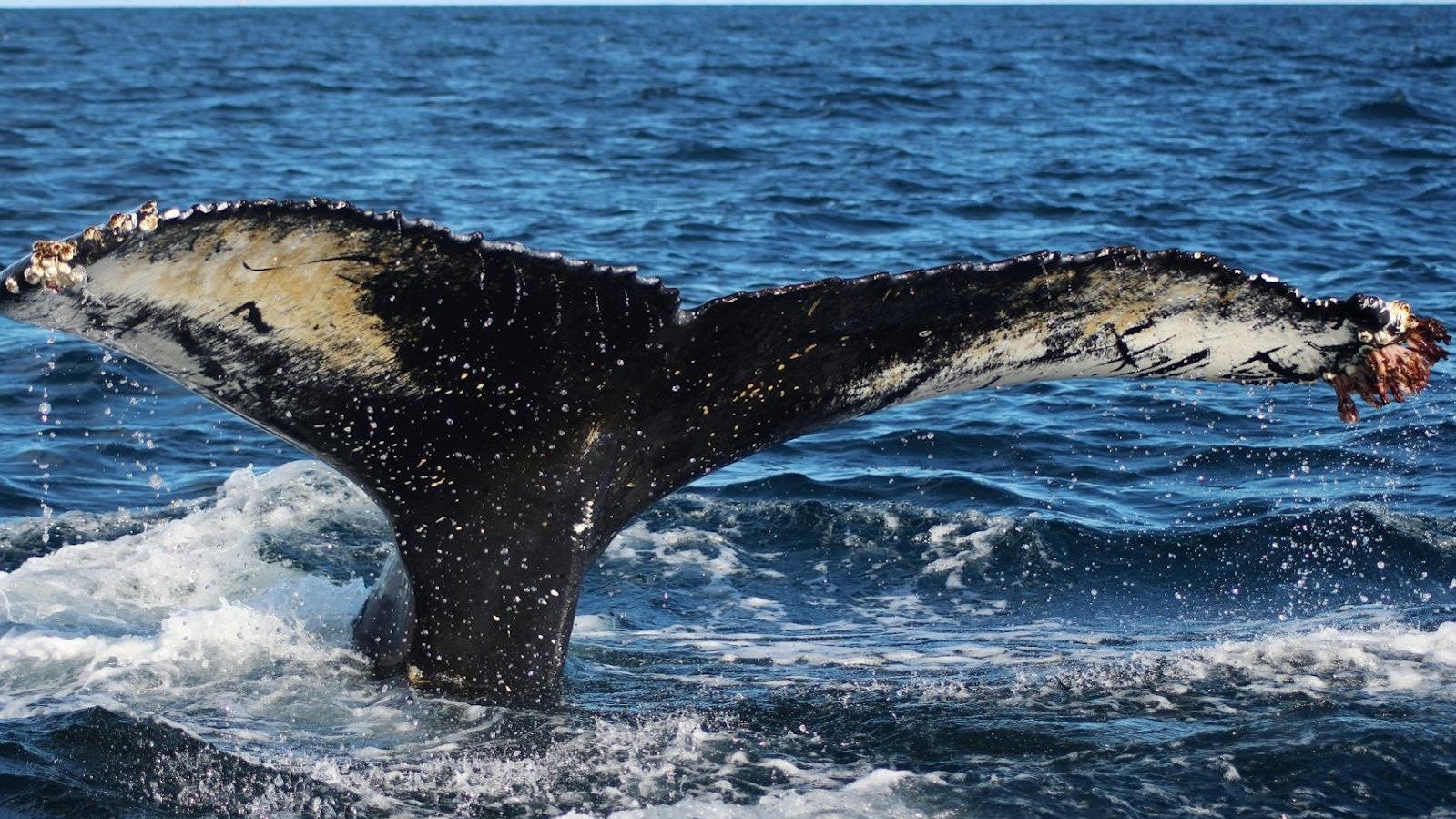 Norway, Iceland and Scotland are the Best Places to Spot Marine Life in Northern Europe. Here’s Why.