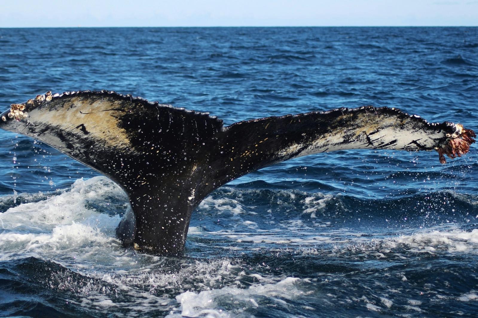 Norway, Iceland and Scotland are the Best Places to Spot Marine Life in Northern Europe. Here’s Why.