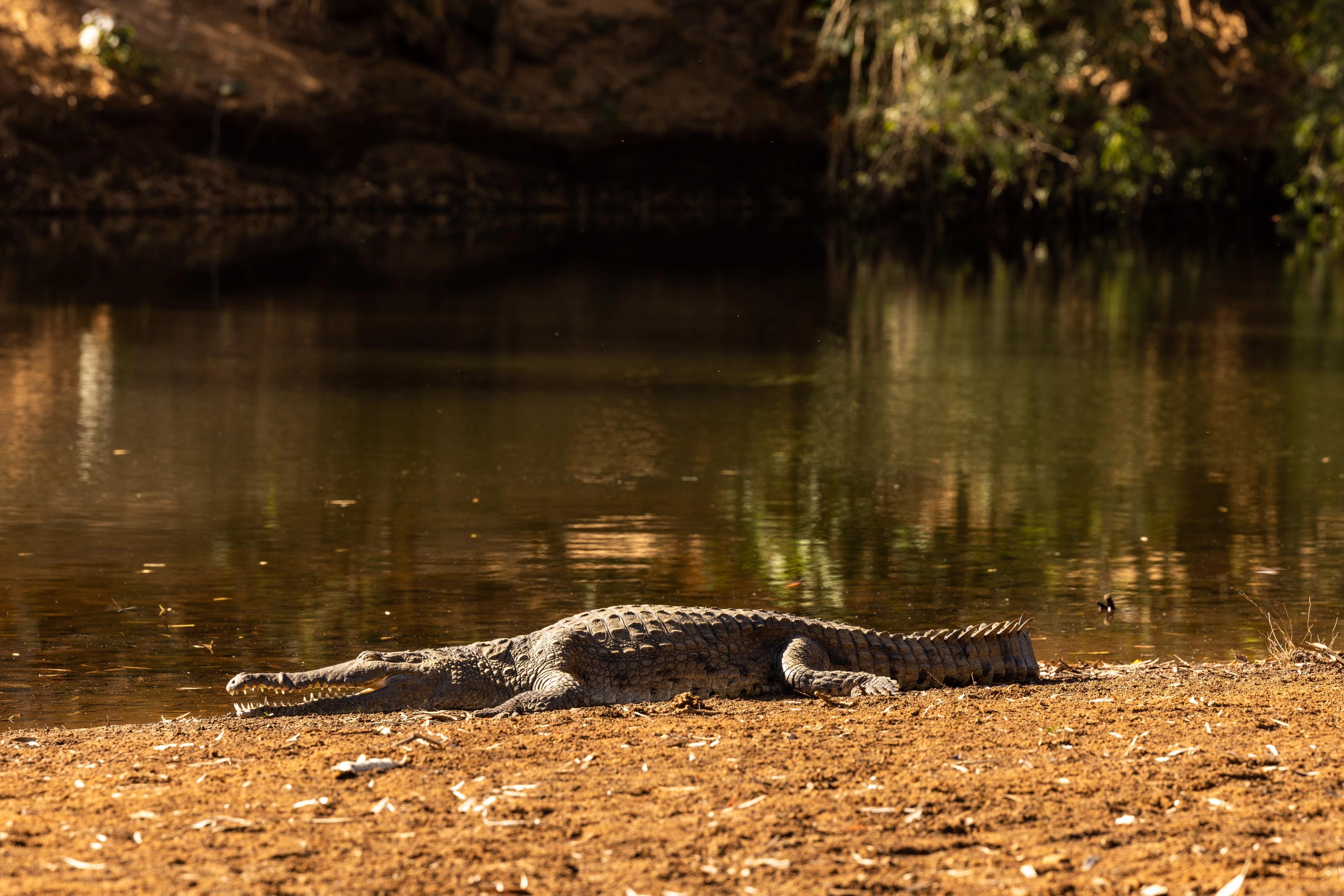Crocs live in the Kimberley; you're just visiting. Make sure not to trail your hand in the water if you're in a Zodiac./Getty Images