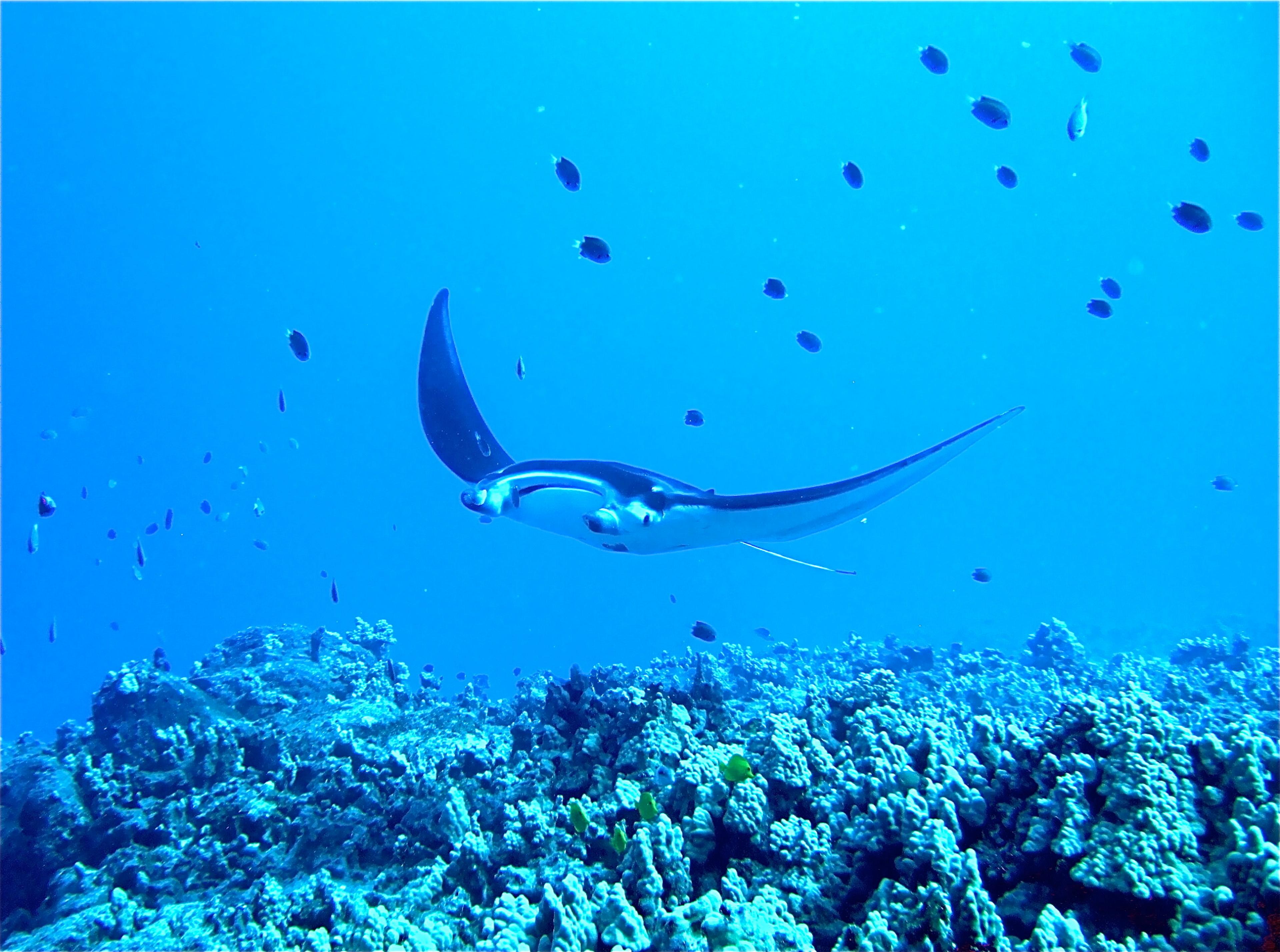 A Hawaiian reef ray in waters off the Island of Hawaii/Getty Images