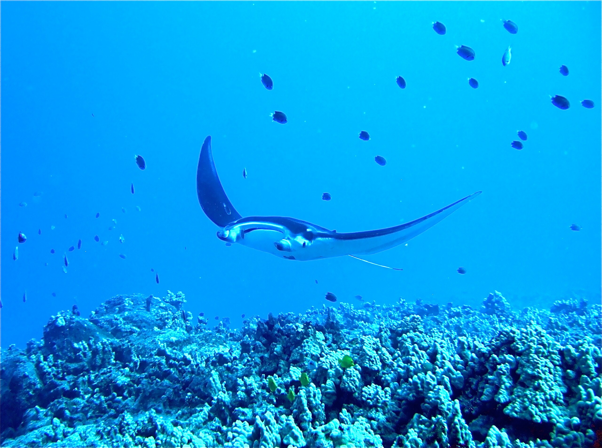 A Hawaiian reef ray in waters off the Island of Hawaii/Getty Images