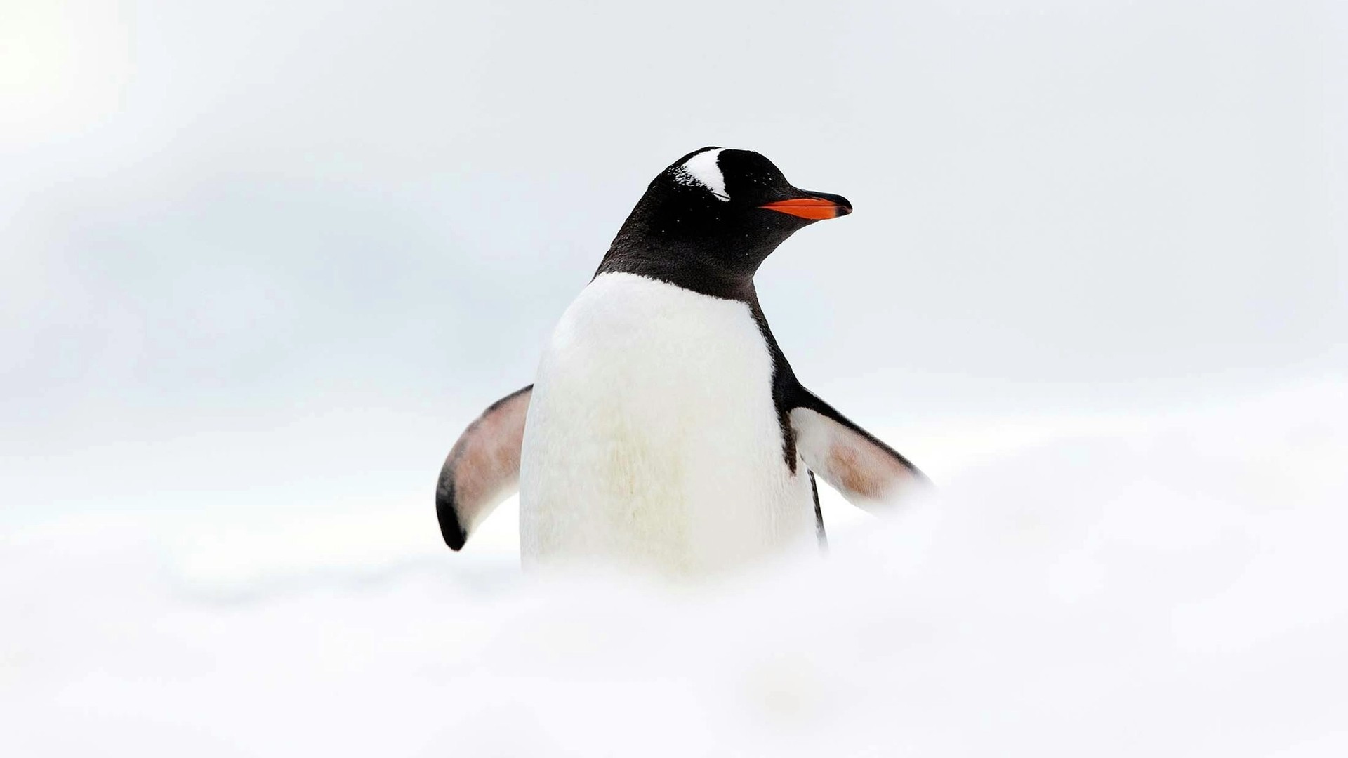 Penguins in Antarctica: Types, Facts and How to See Them