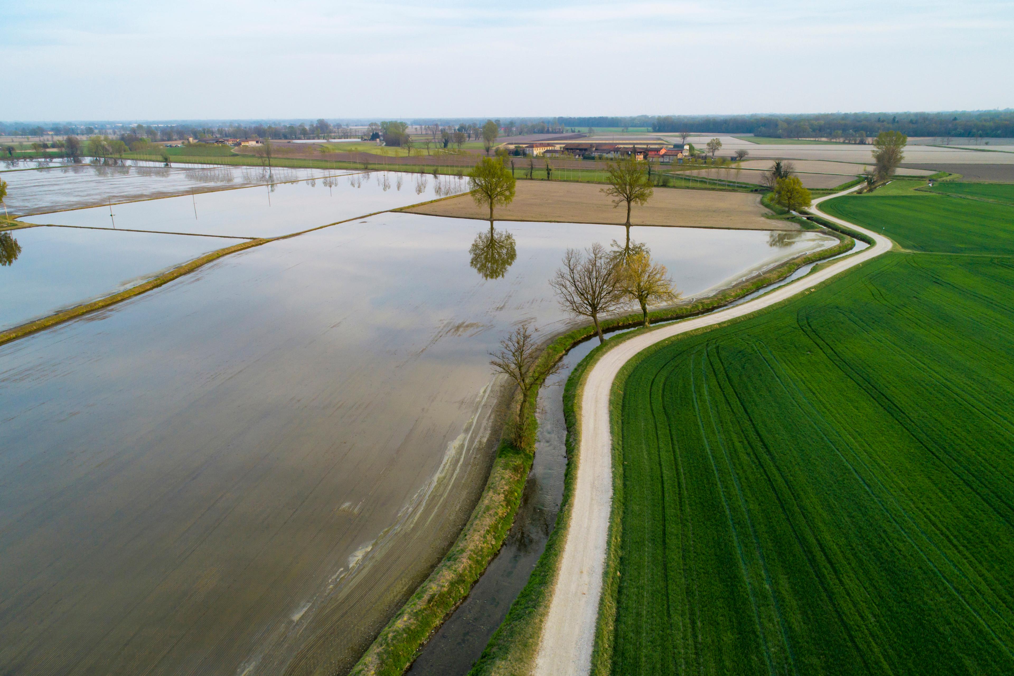 A rice field in Italy's Po Valley./Getty