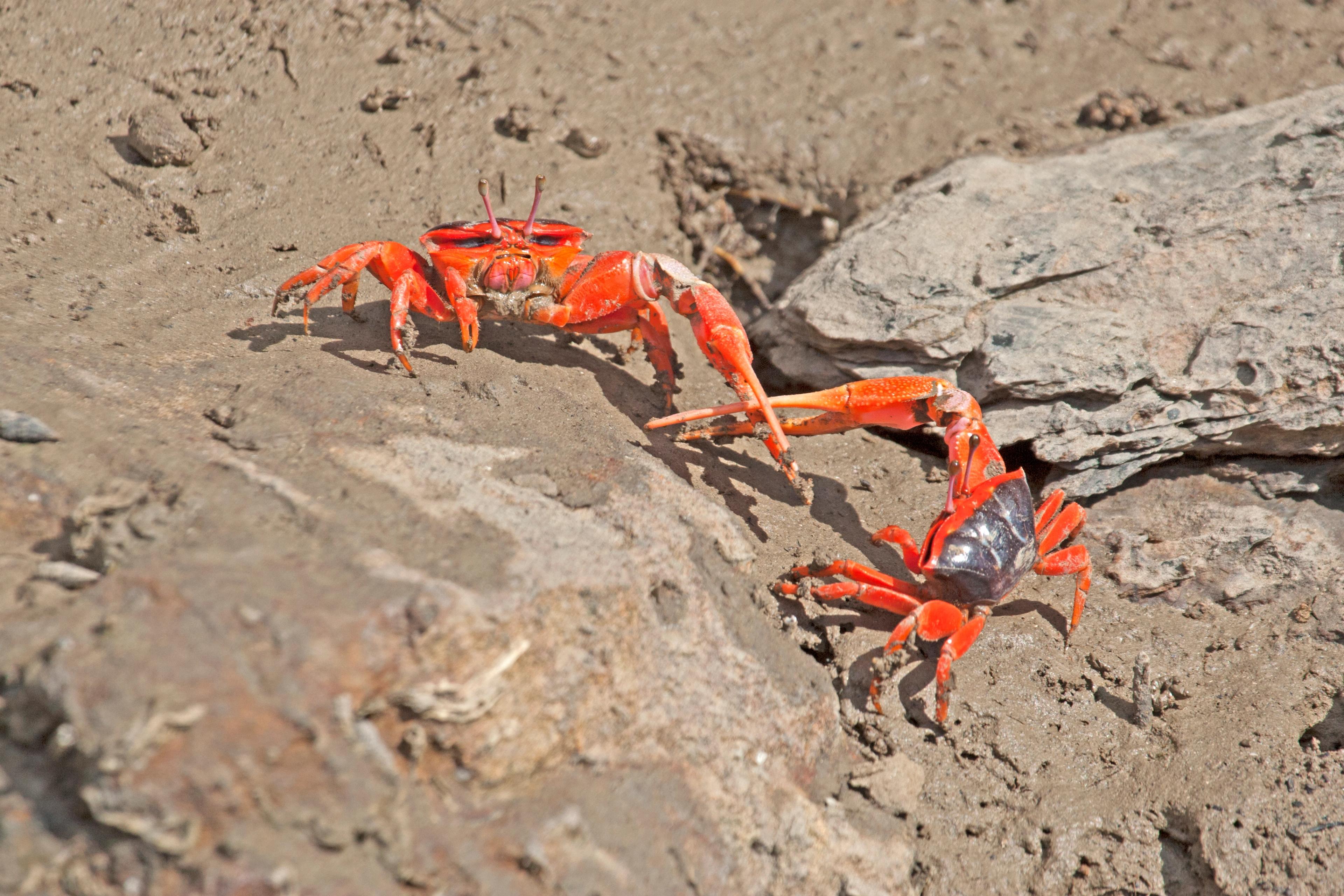 Fiddler crabs in the Kimberley/Getty Images