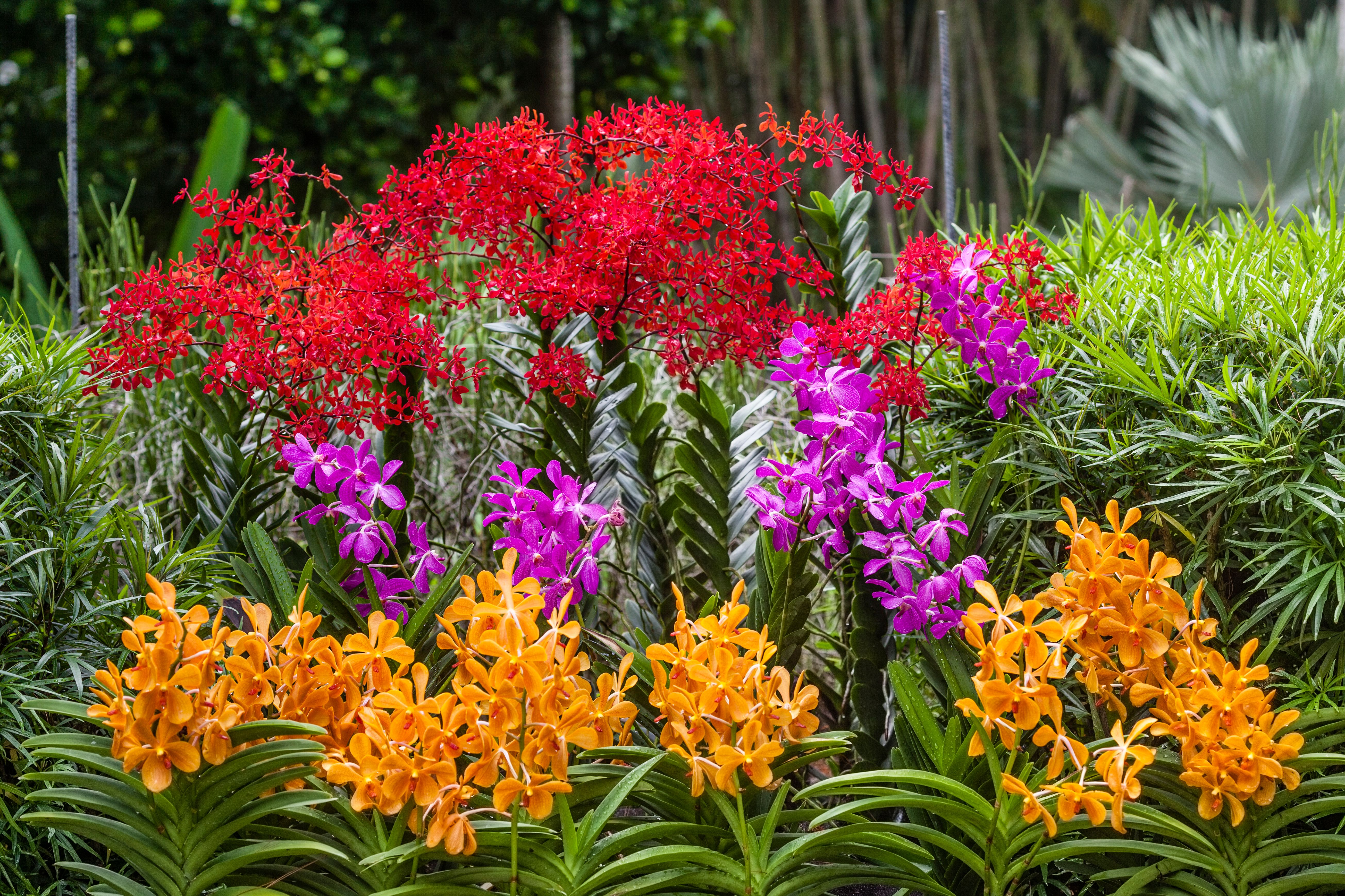 Singapore’s Gardens Are Abloom with a Palette of Plants You Won’t Find Anywhere Else