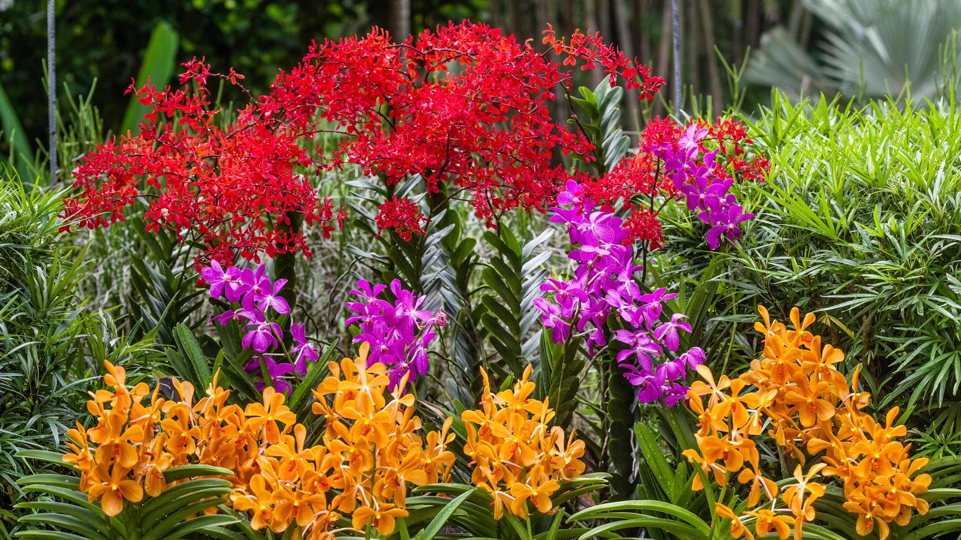Singapore’s Gardens Are Abloom with a Palette of Plants You Won’t Find Anywhere Else