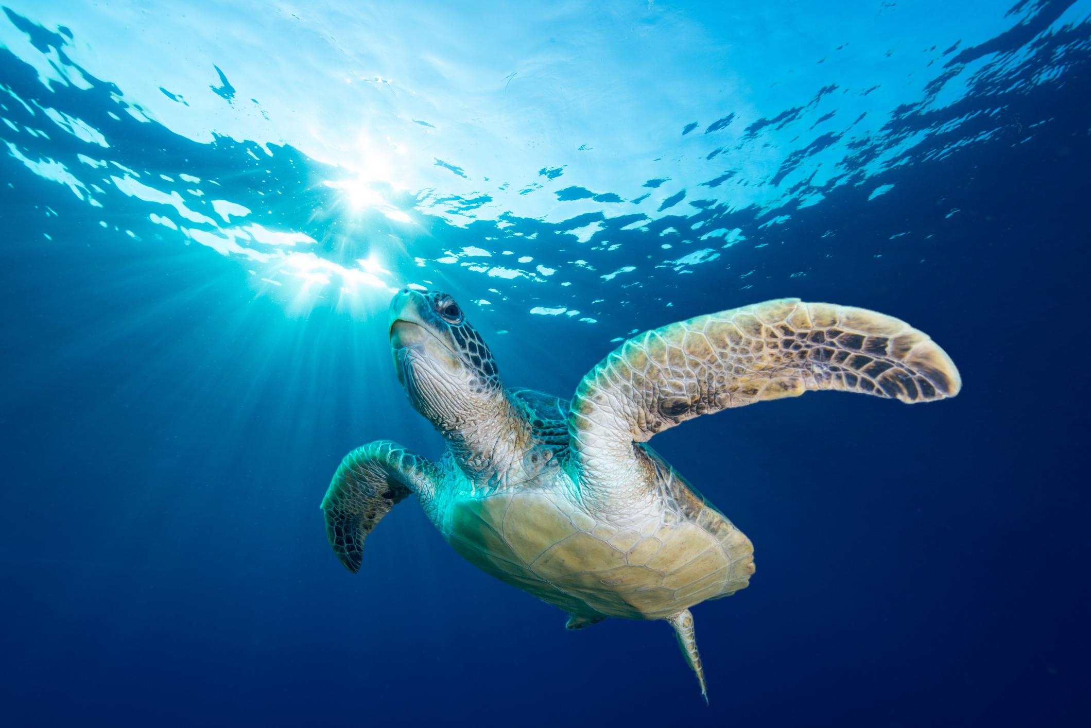 Snorkeling with turtles in the Caribbean/Getty