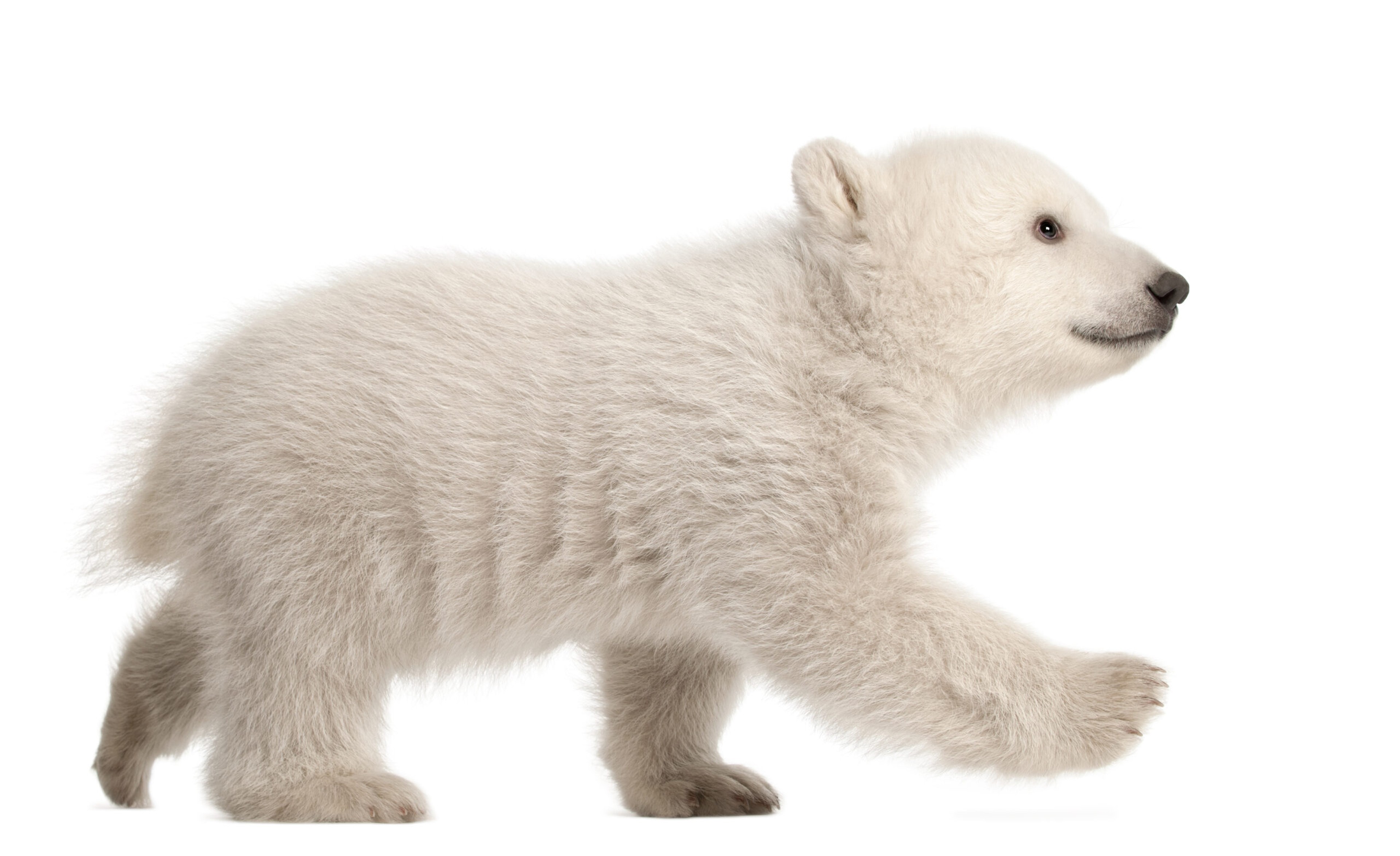 A 3-month-old polar bear cub./Shutterstock