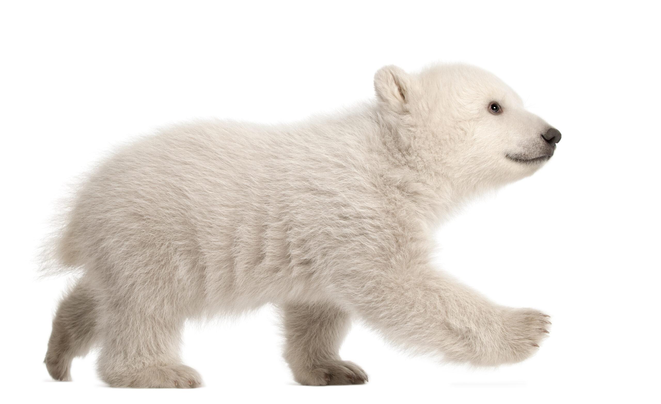 A 3-month-old polar bear cub./Shutterstock
