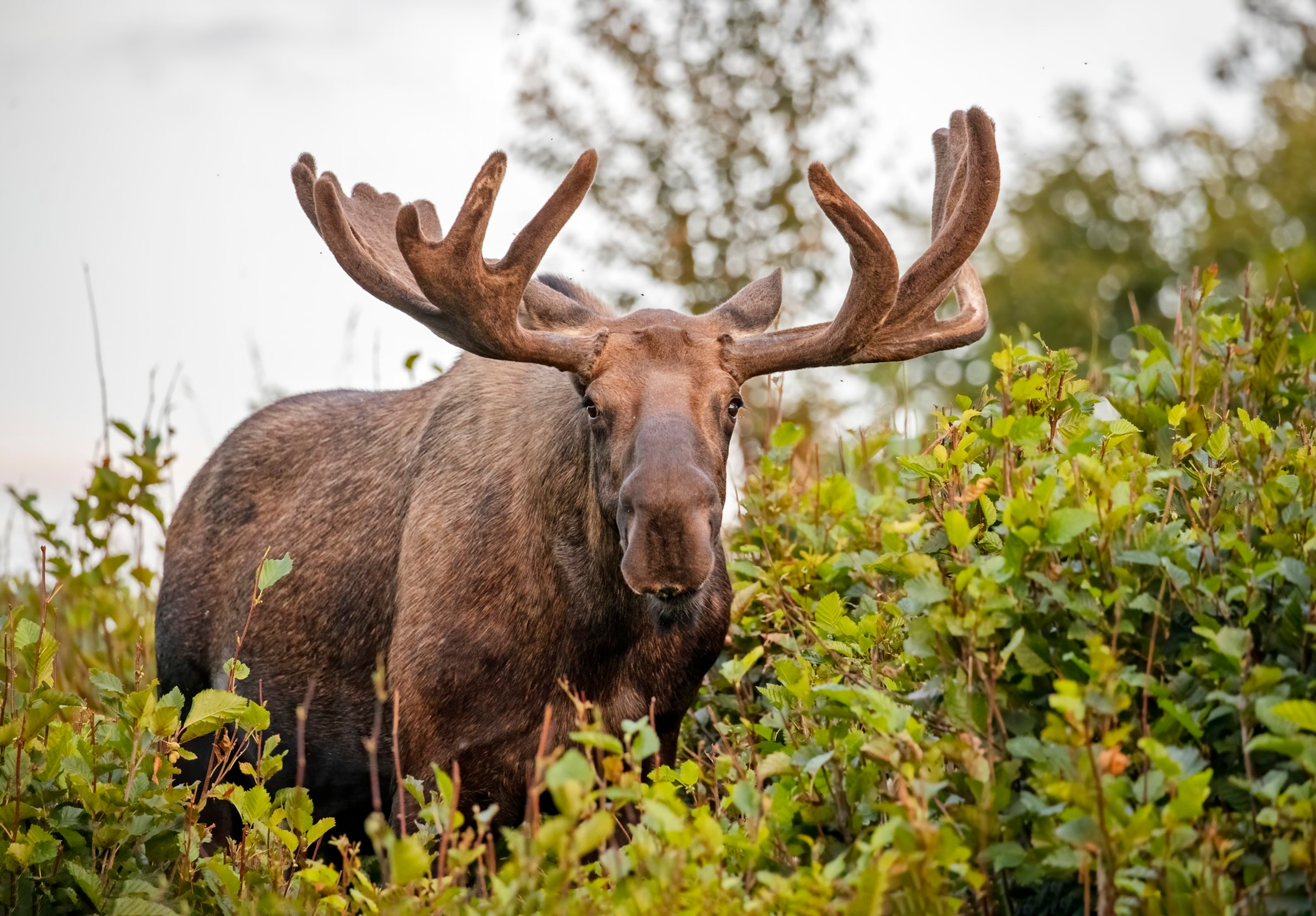 A bull moose in Alaska/Getty Images