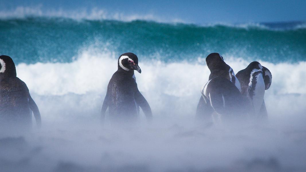 How Can You Capture the Magic of Magellanic Penguins in the Falkland Islands?