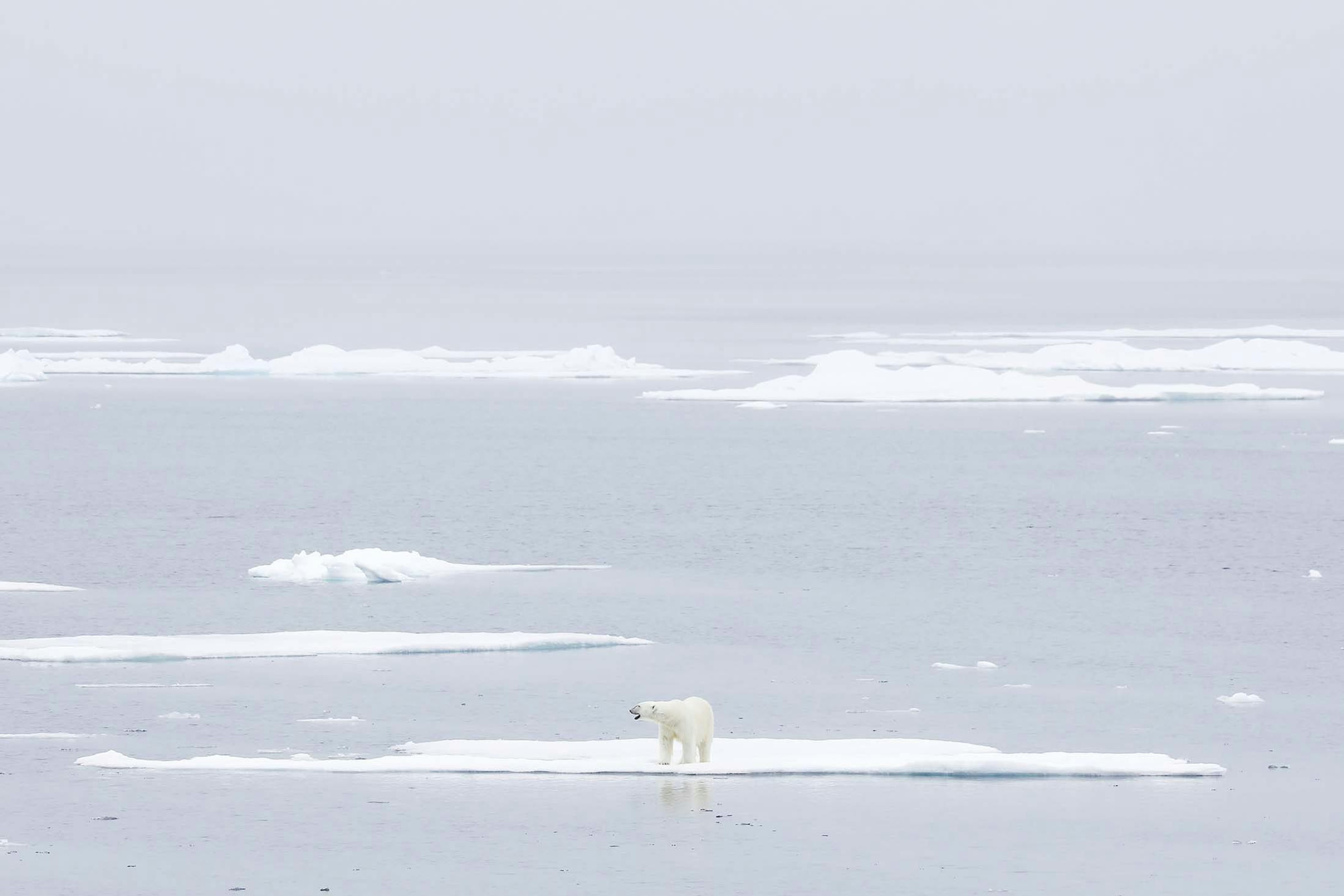 A lone polar bear in Liefdefjorden, Svalbard./Denis Elterman