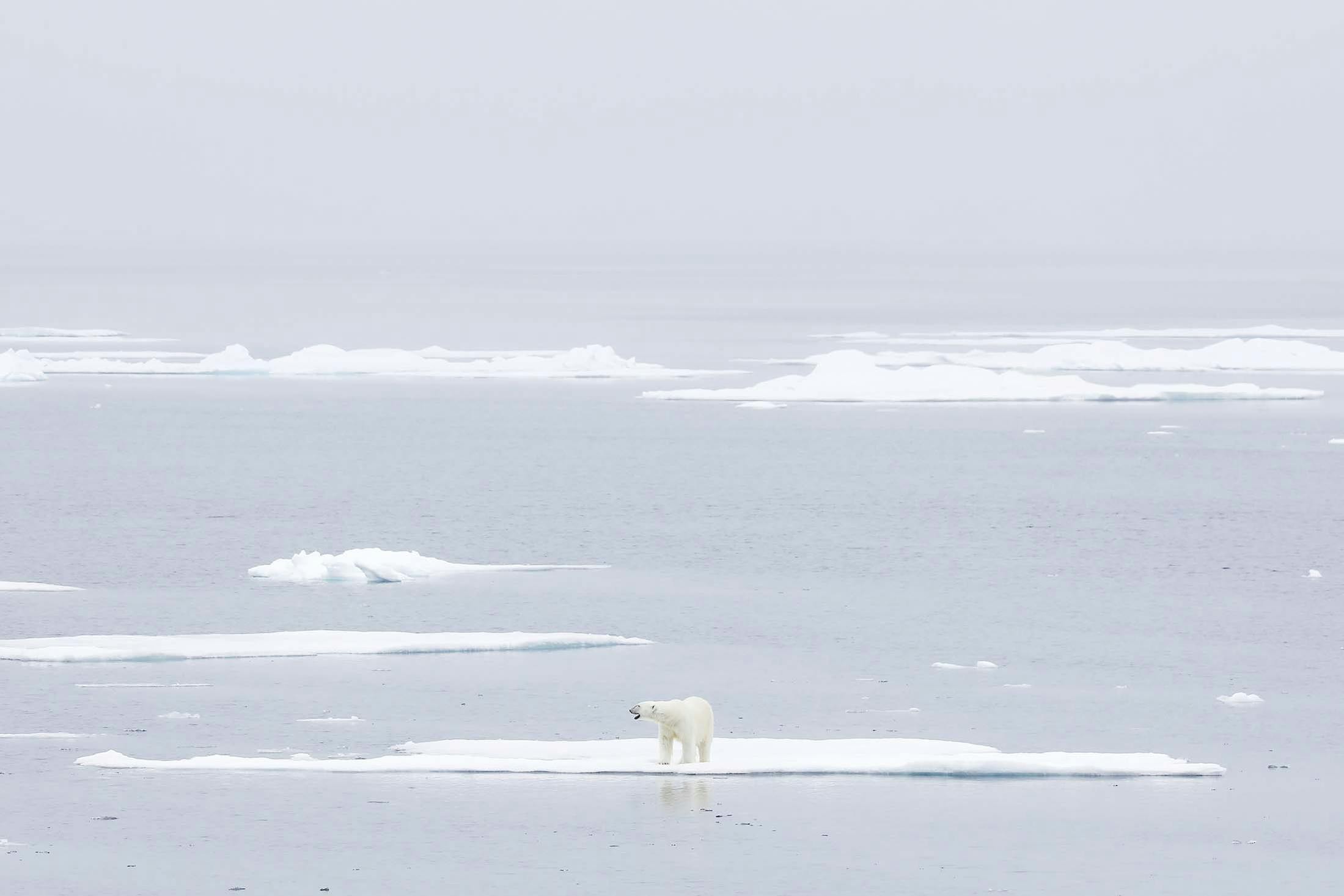 A lone polar bear in Liefdefjorden, Svalbard./Denis Elterman