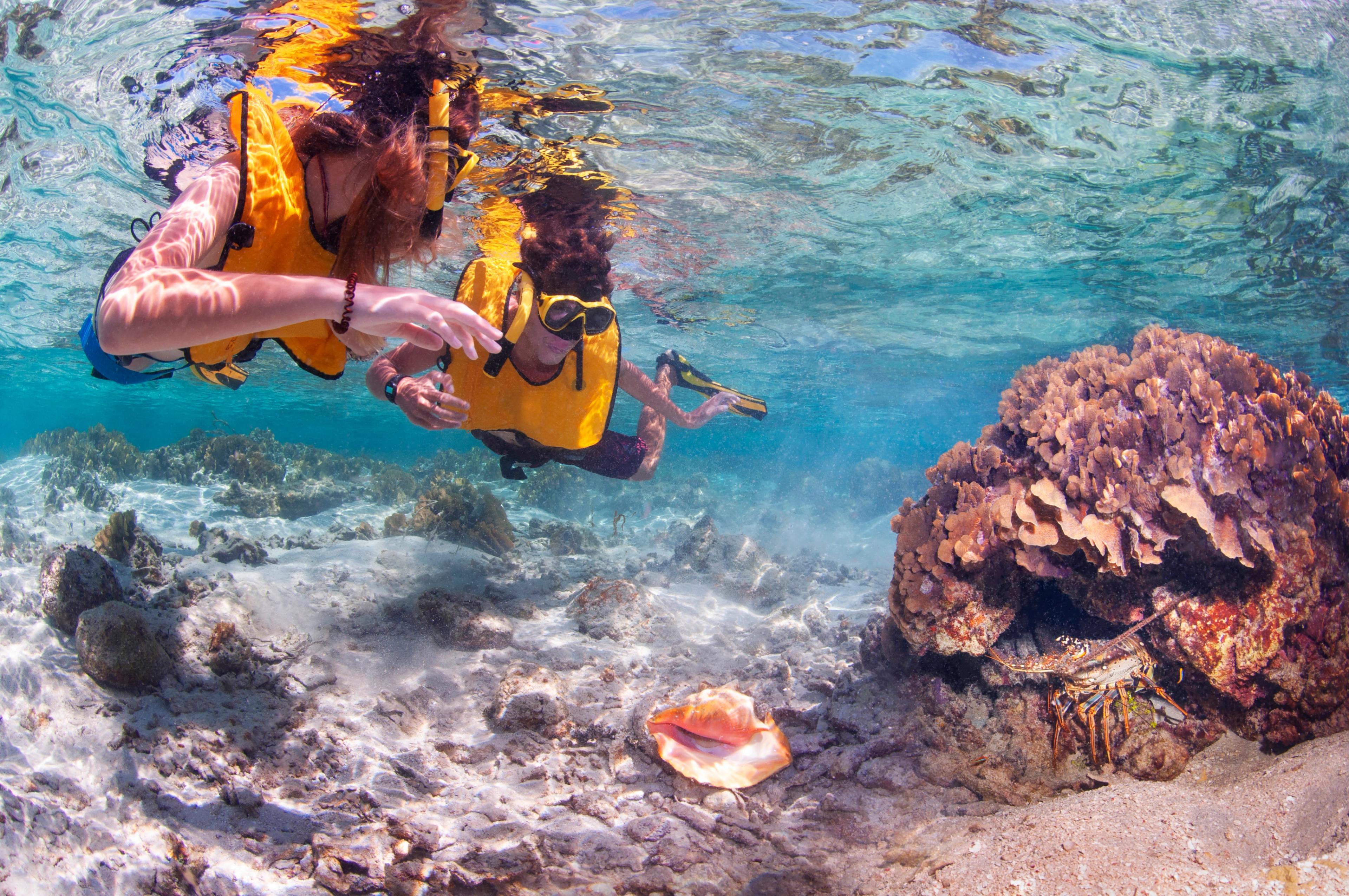 Queen Conch is a marine mollusk icon to the Bahamas and other Caribbean regions.