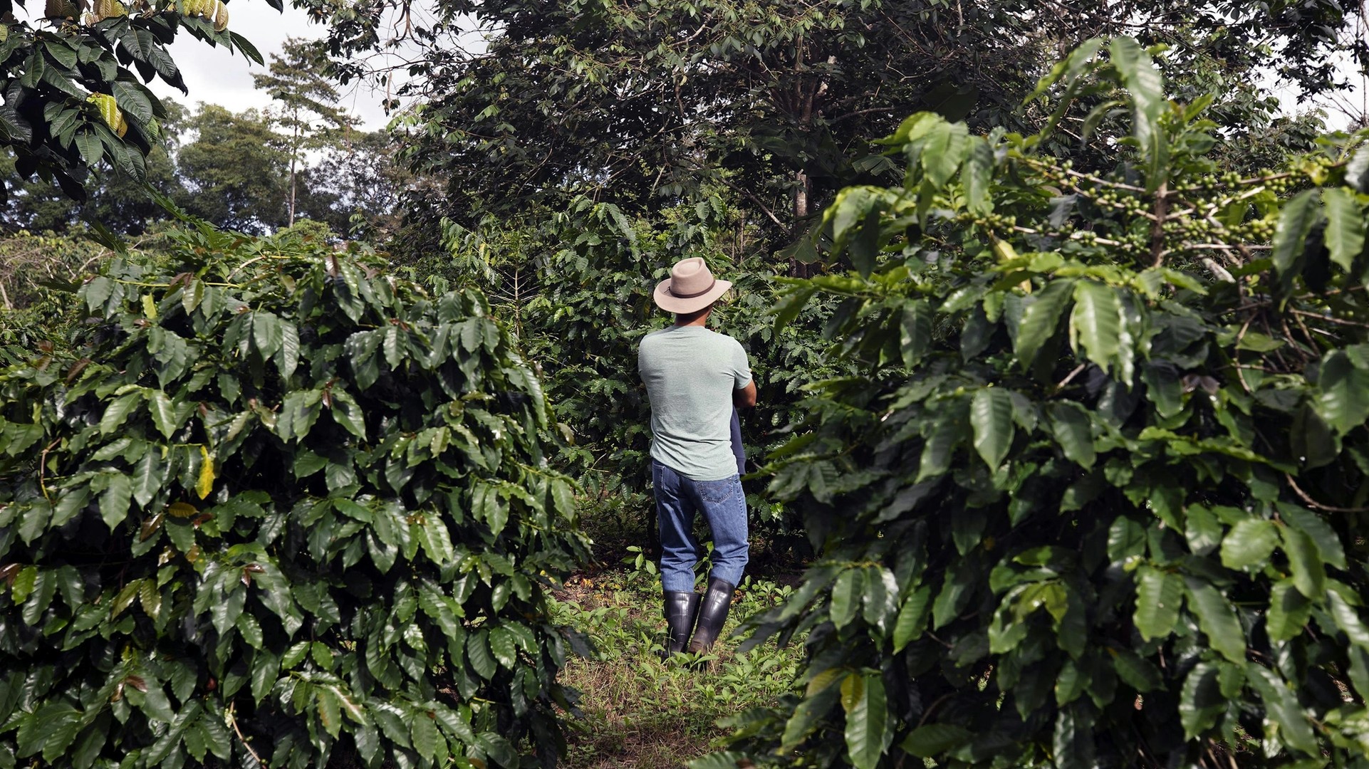 Building a Sustainable — and Delicious — Business Out of Galapagos Coffee
